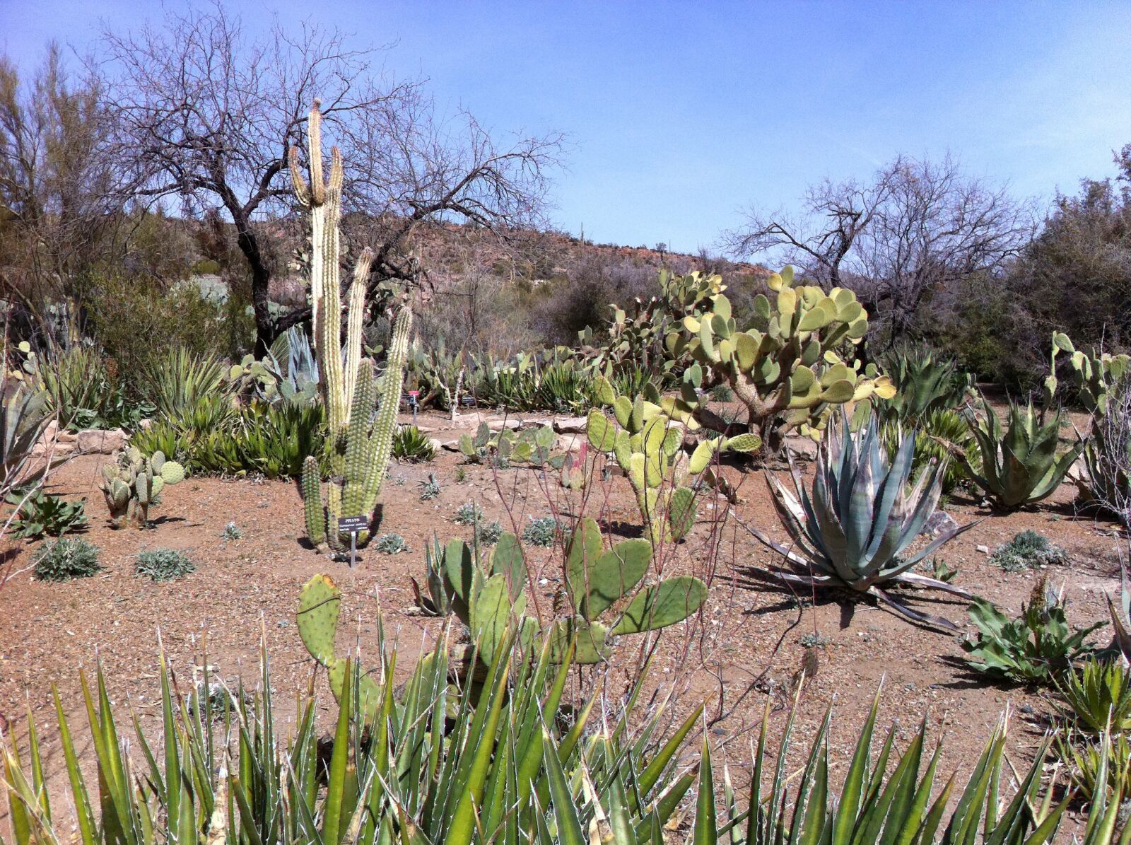 Apple iPhone 4 sample photo. Cactus, desert, arizona photography