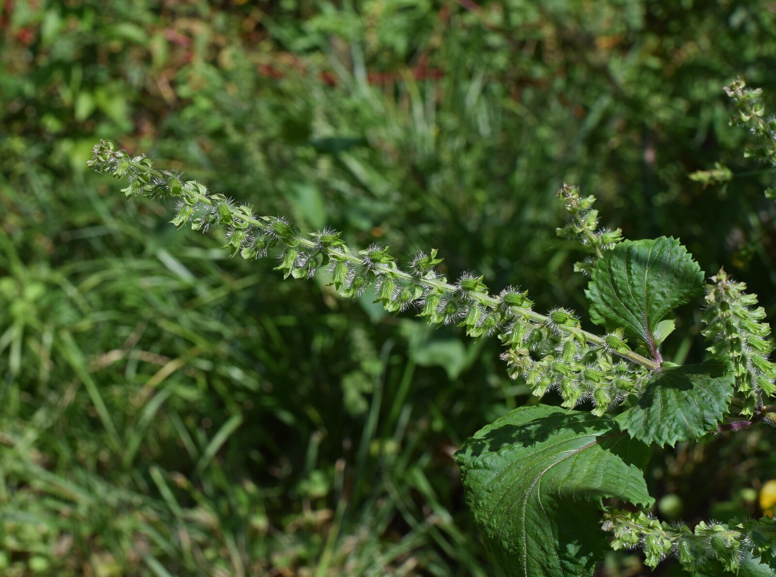 Nikon D3300 sample photo. Beefsteak plant flower spike photography