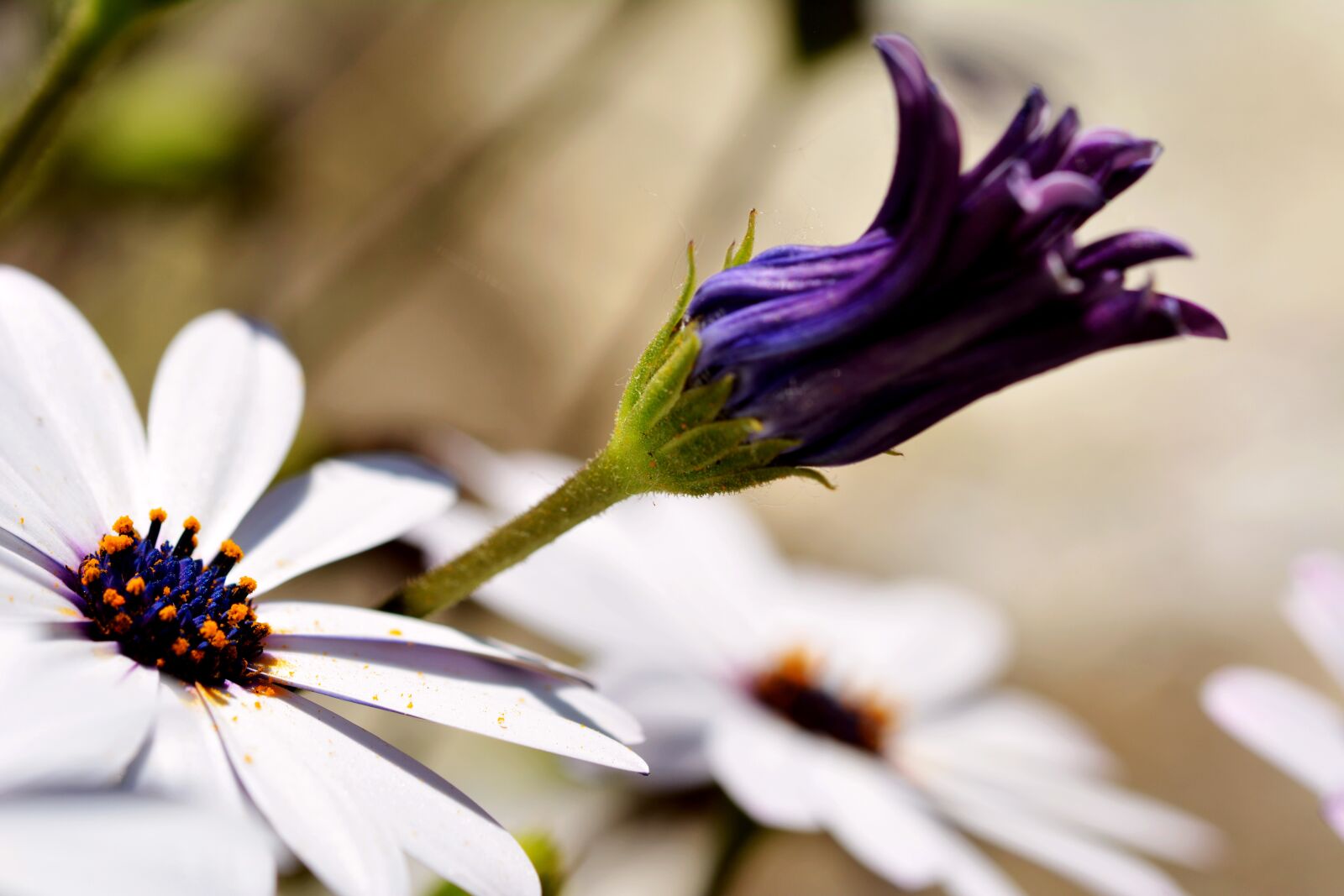 Nikon D5200 sample photo. Flower, flowers, petal photography