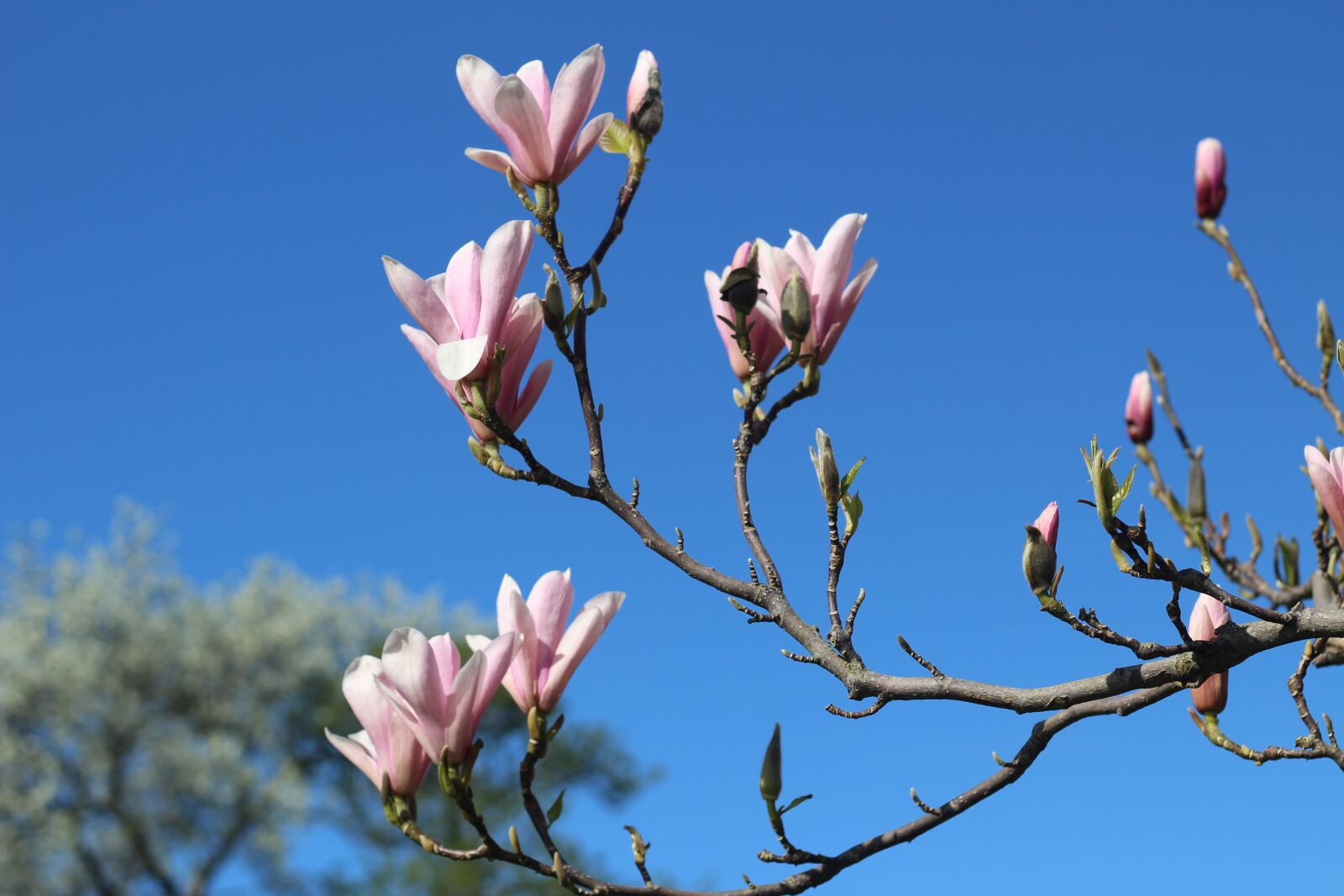 Canon EOS 1300D (EOS Rebel T6 / EOS Kiss X80) + Canon EF 50mm F1.8 STM sample photo. Magnolia, spring, pink photography
