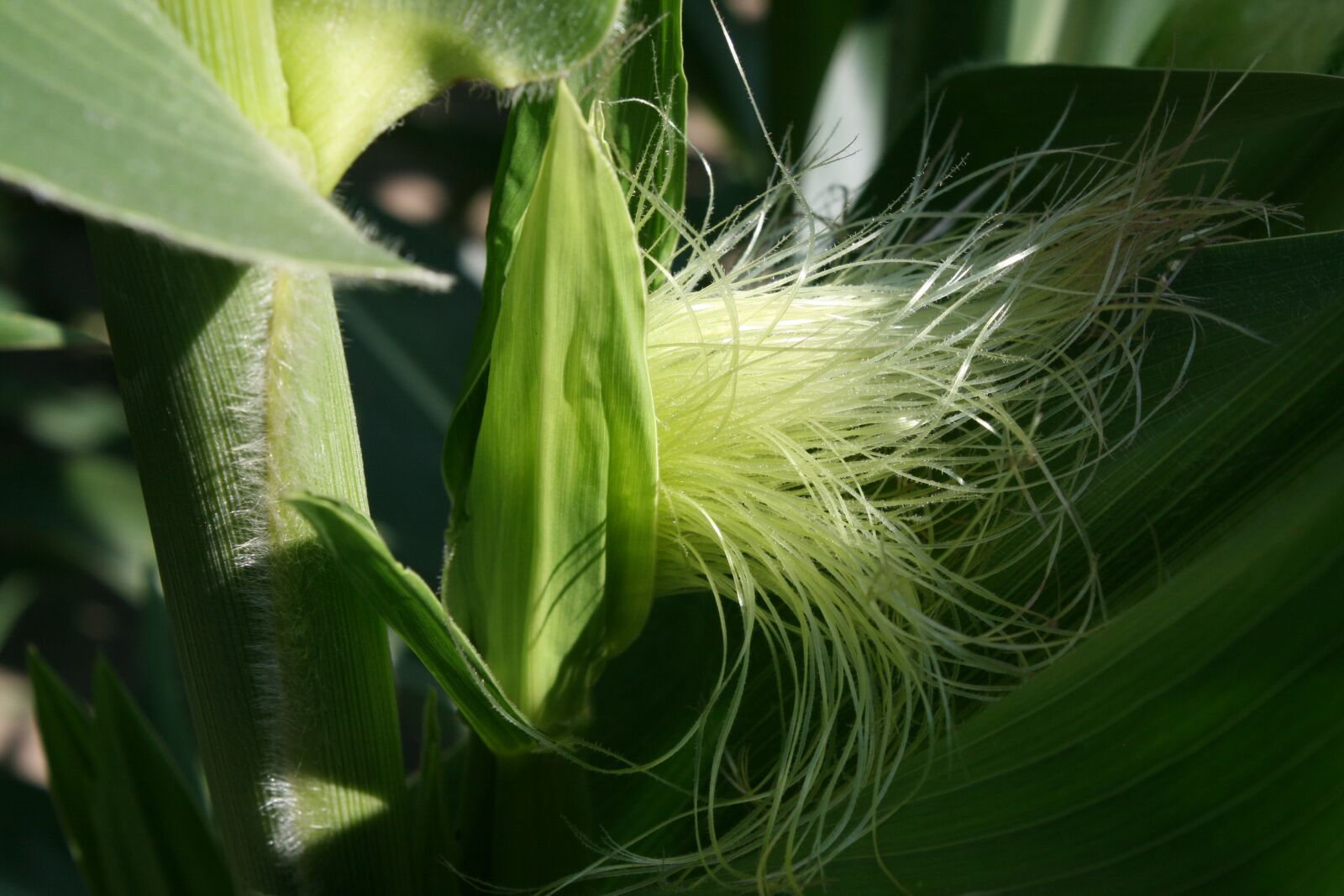 Canon EOS 400D (EOS Digital Rebel XTi / EOS Kiss Digital X) sample photo. Corn, maize, tassel photography