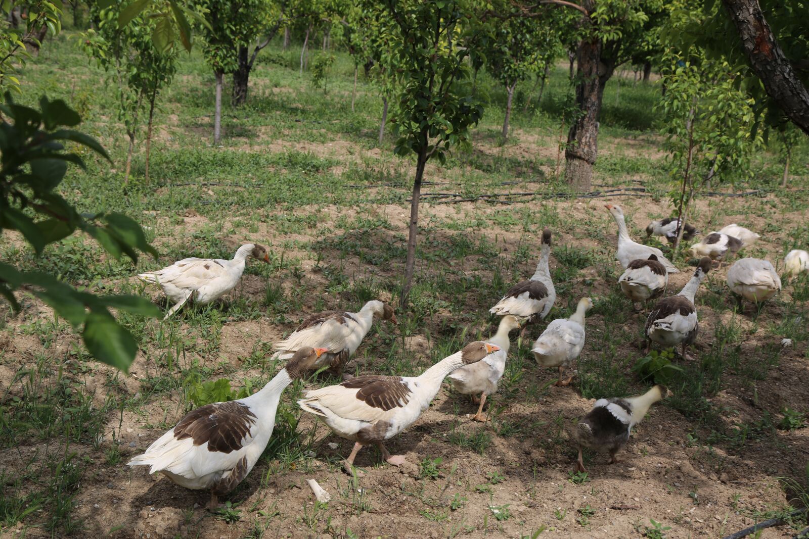 Canon EF 24-105mm F4L IS USM sample photo. Goose, geese, animal photography