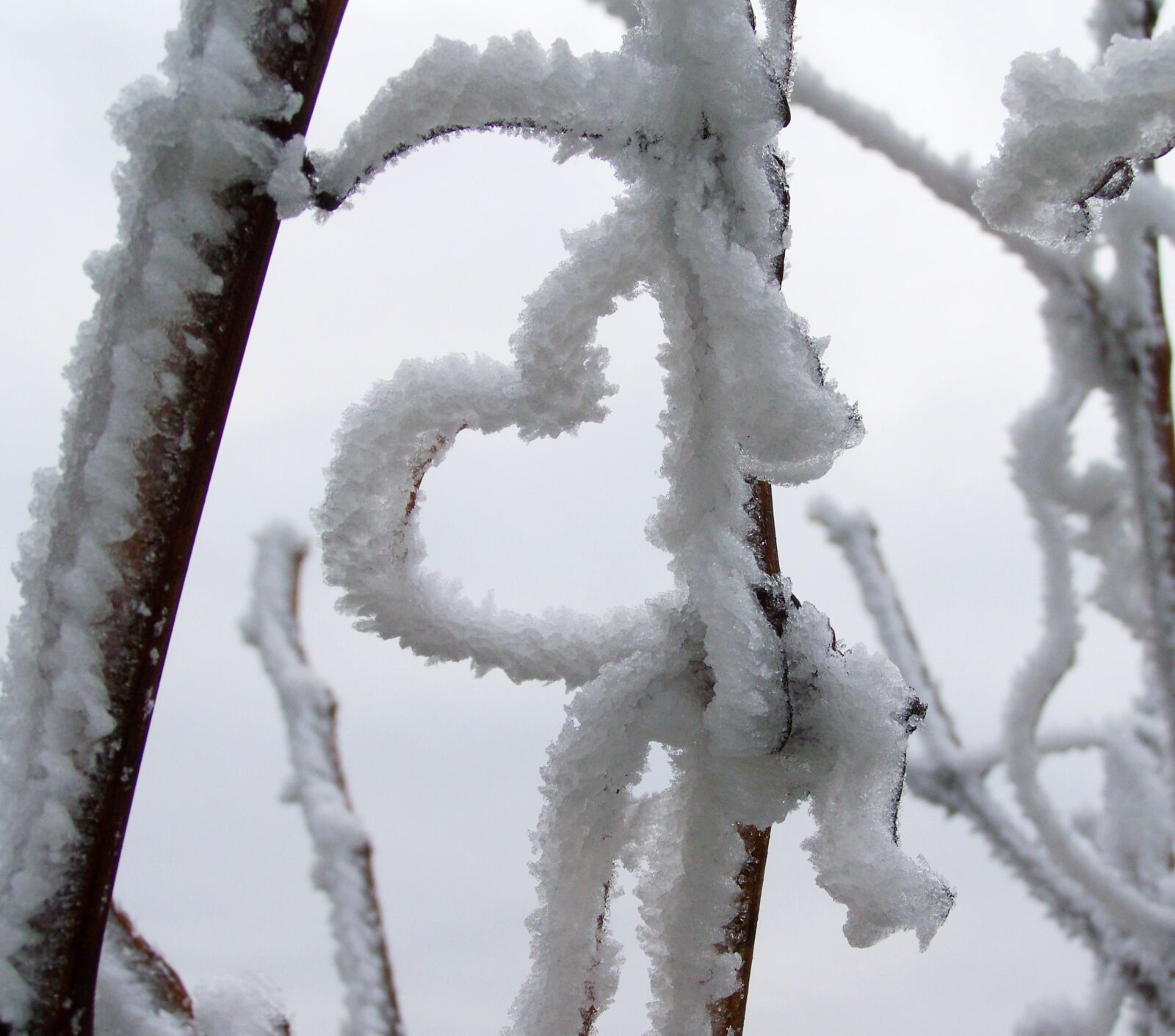 Kodak EASYSHARE ZD710 ZOOM DIGITAL CAMERA sample photo. Frosted heart, frost, rime photography