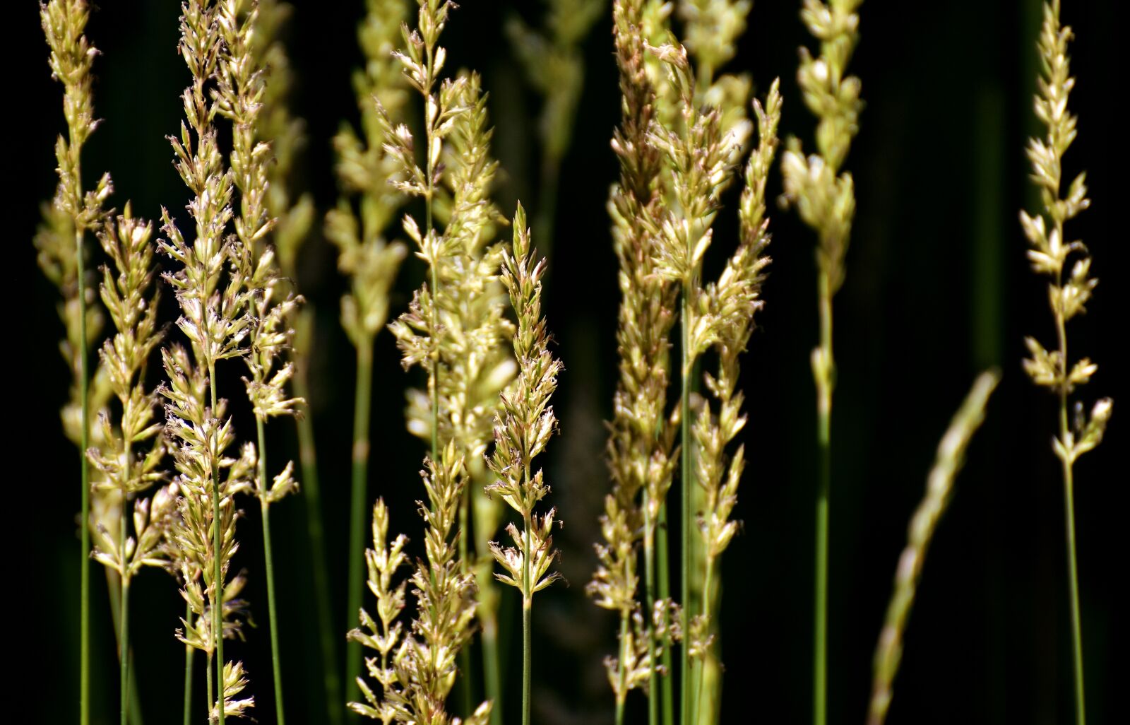 Nikon D7200 sample photo. Grasses, nature, plant photography
