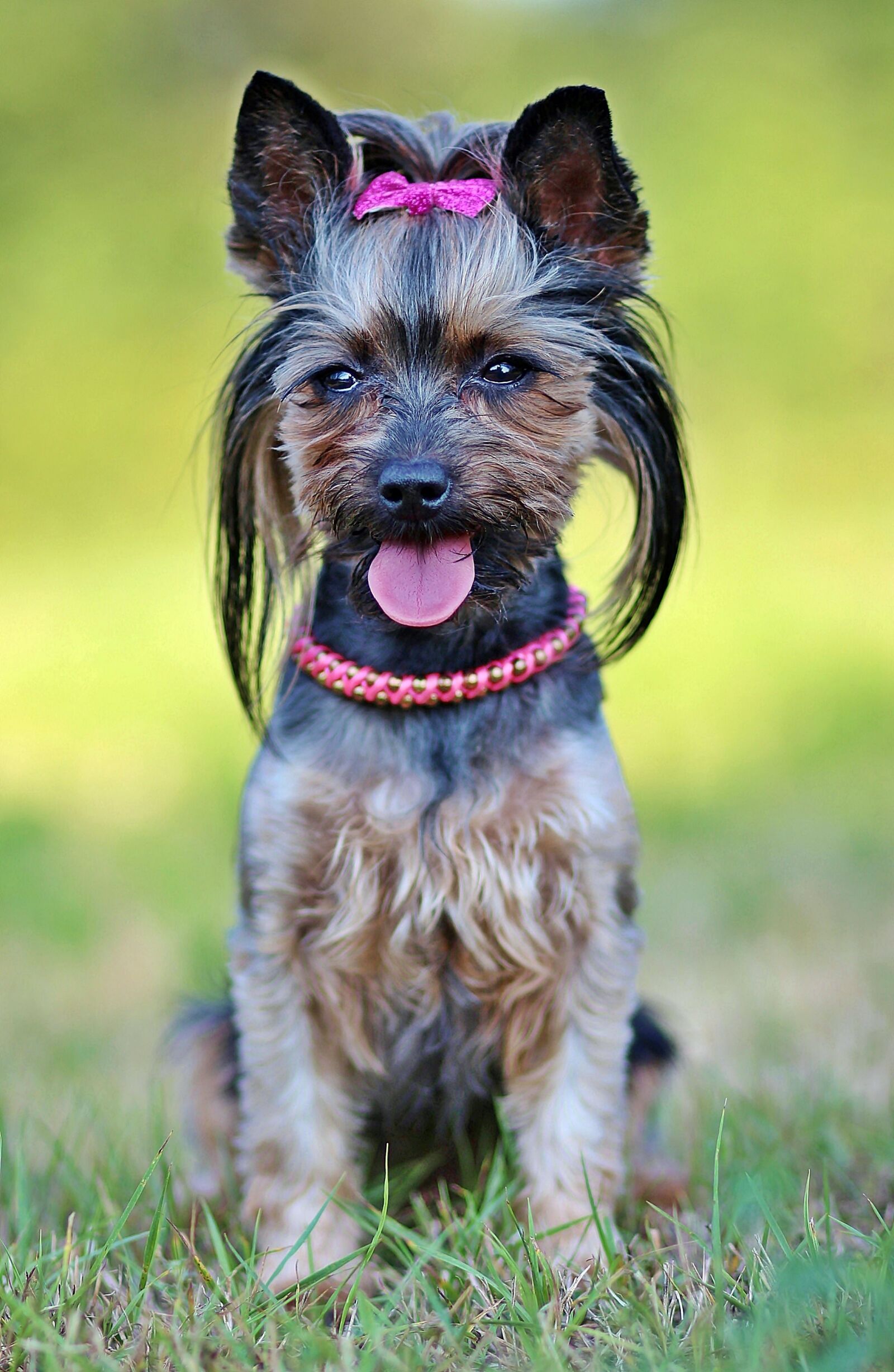 Canon EOS 600D (Rebel EOS T3i / EOS Kiss X5) sample photo. Yorkie, dog, beauty photography