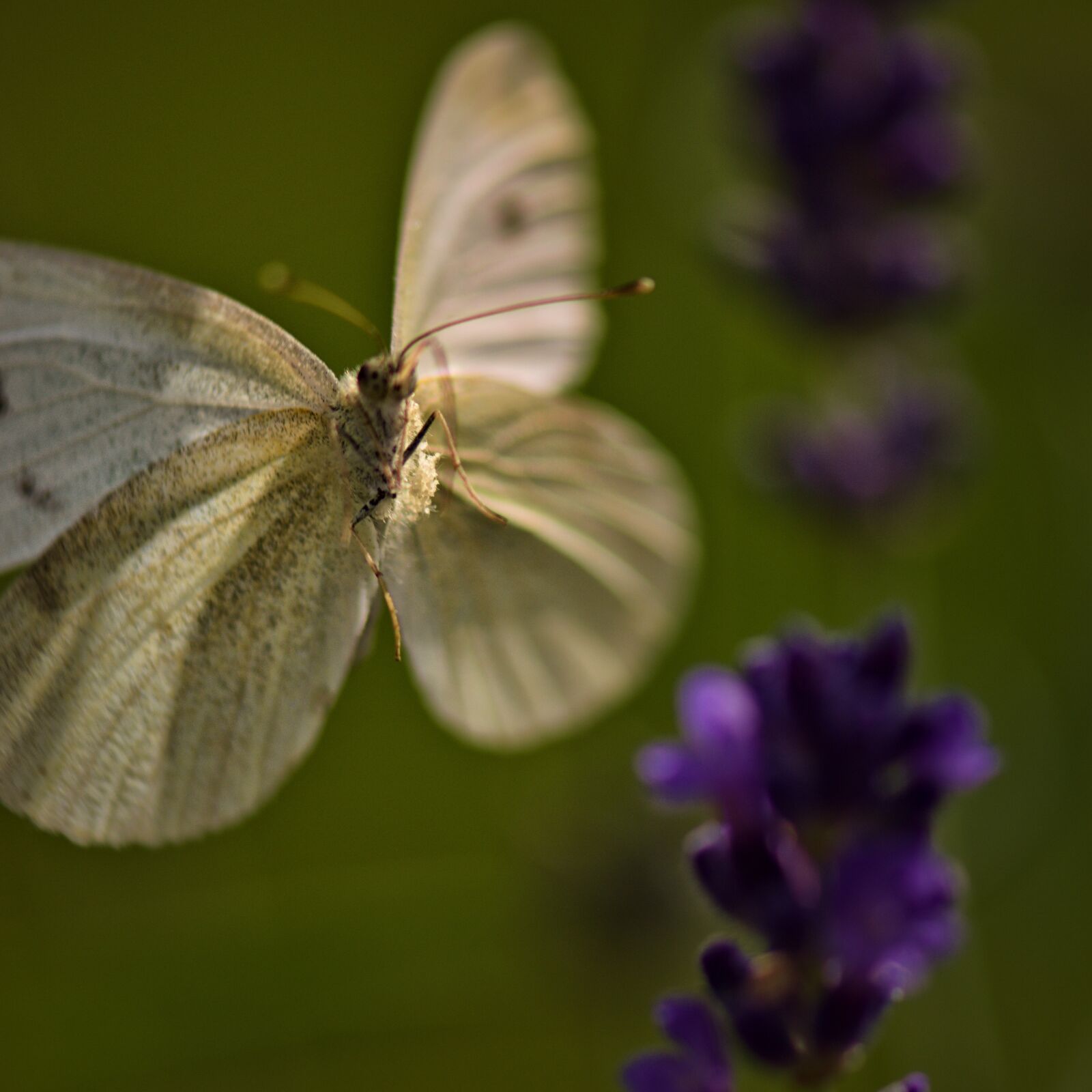 Nikon D5500 sample photo. Nature, butterfly, lavender photography