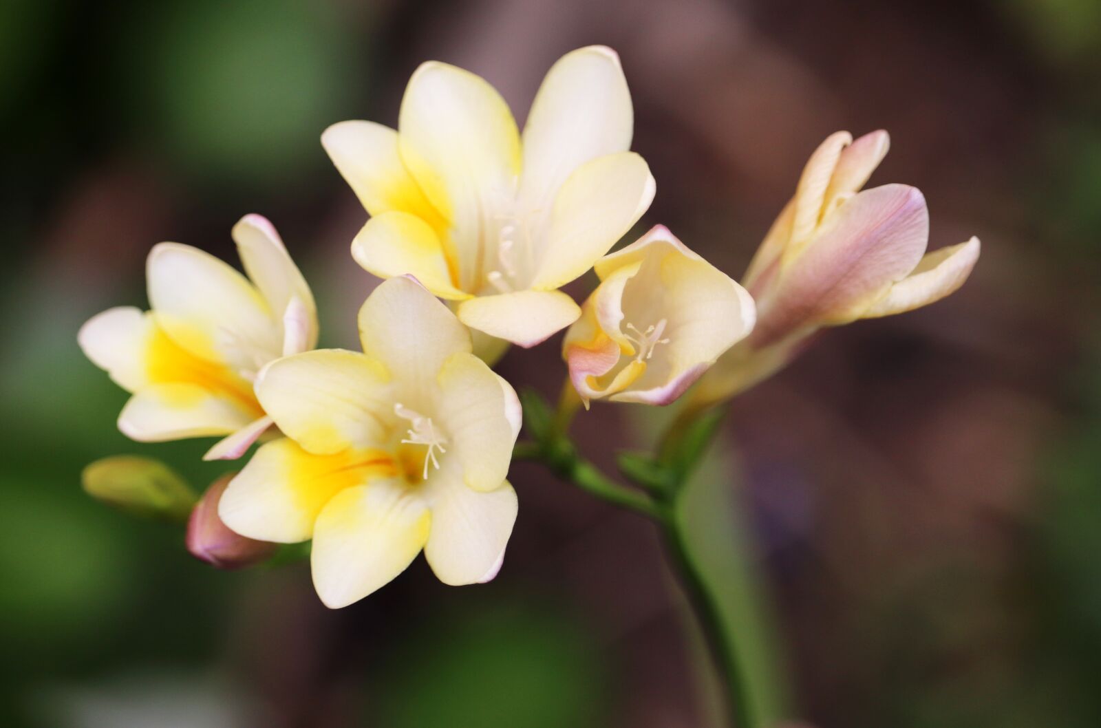Canon EOS 800D (EOS Rebel T7i / EOS Kiss X9i) sample photo. Flower, freesia, fragrant photography