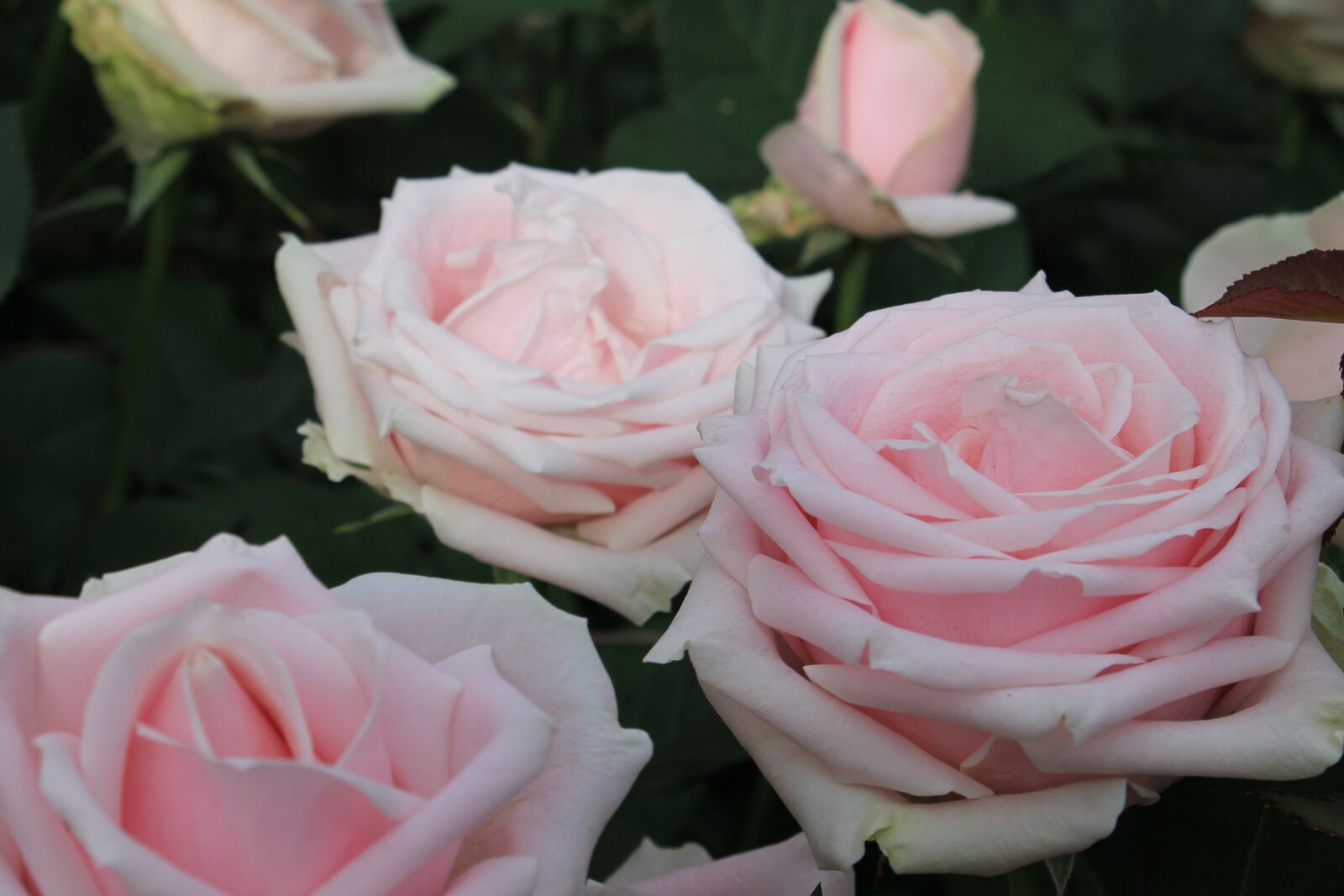 Canon EOS 1100D (EOS Rebel T3 / EOS Kiss X50) sample photo. Flowers, rose, bloom photography