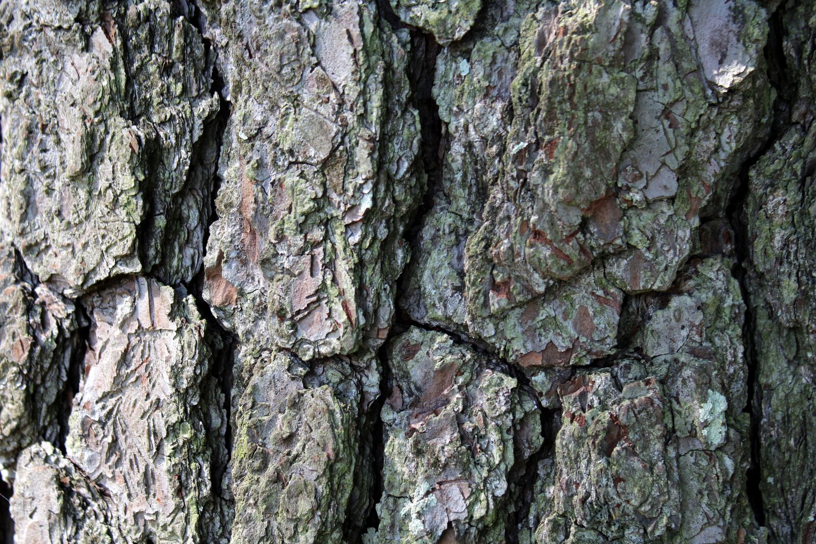 Canon EOS 1200D (EOS Rebel T5 / EOS Kiss X70 / EOS Hi) sample photo. Bark, tree, wood photography