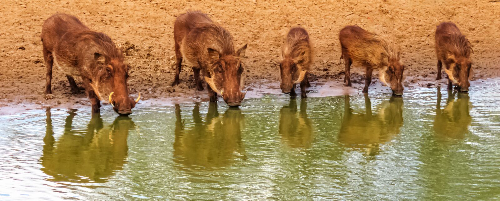 Canon PowerShot SX60 HS sample photo. Five, warthogs, drinking photography