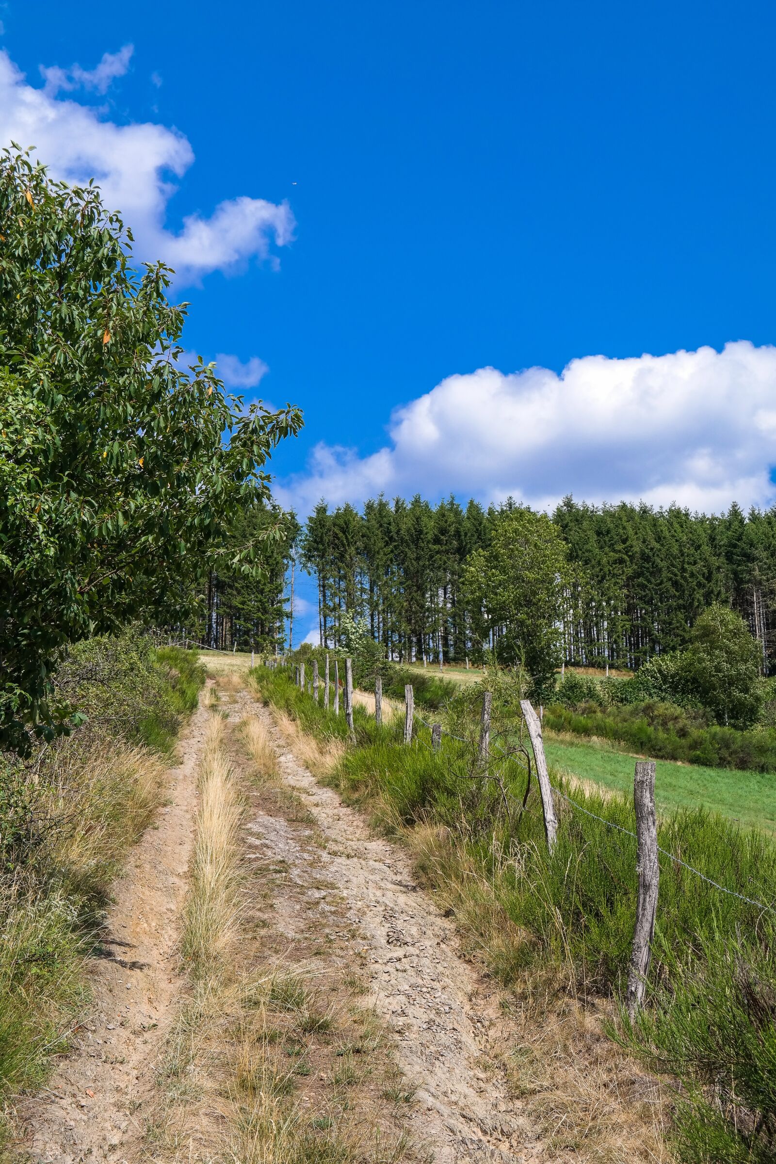 Samsung NX300 sample photo. Lane, trail, increase in photography