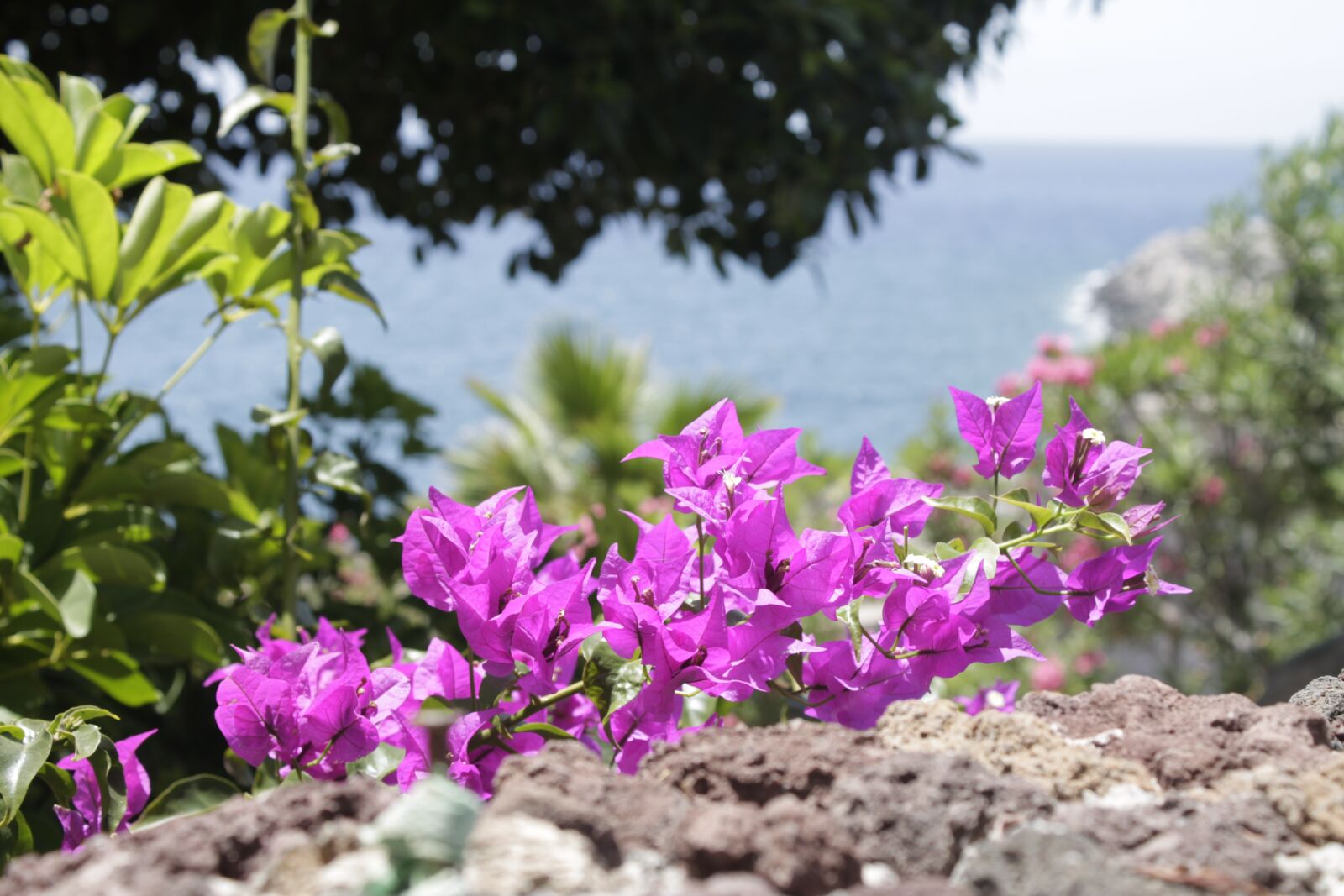 Canon EOS 1100D (EOS Rebel T3 / EOS Kiss X50) sample photo. Flowers, vacations, canary islands photography