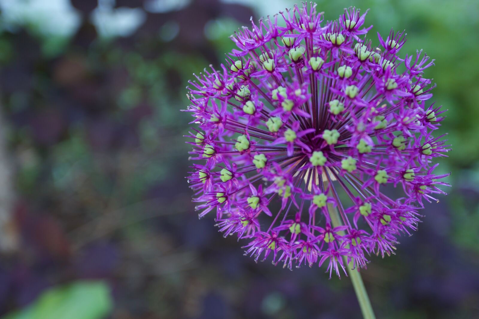 Canon EOS 550D (EOS Rebel T2i / EOS Kiss X4) sample photo. Purple, flower, depth of photography
