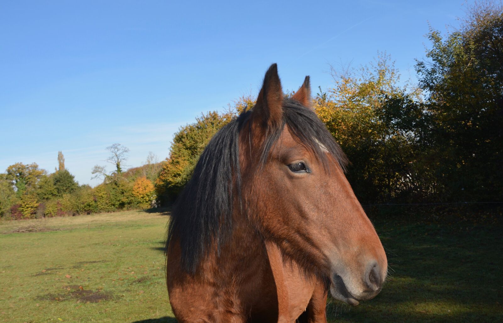 Nikon D5200 sample photo. Horse, head horse, plays photography