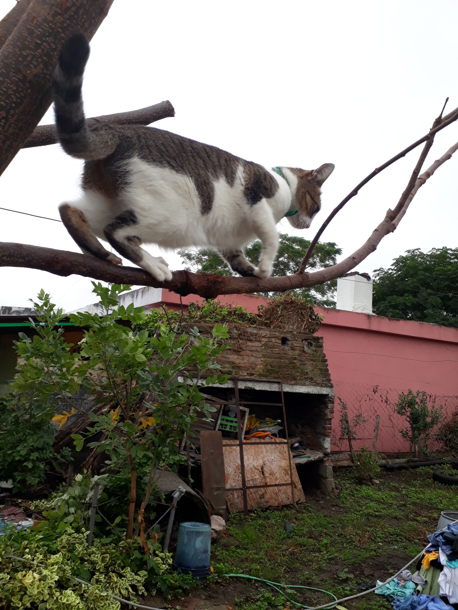 Samsung Galaxy J7 Prime sample photo. Cat, climbed, nature photography
