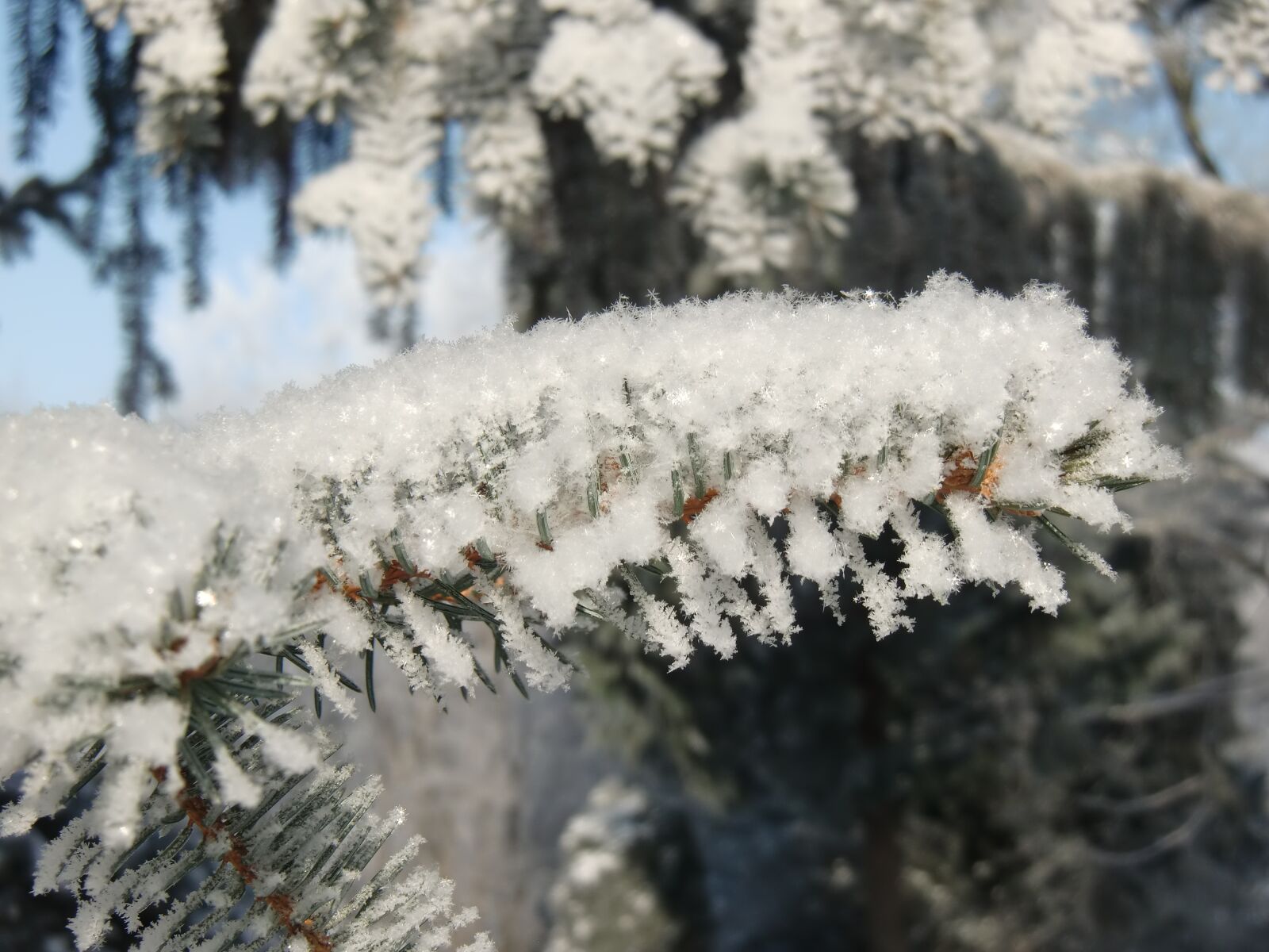 CASIO EX-H10 sample photo. Snow, frost, branch photography
