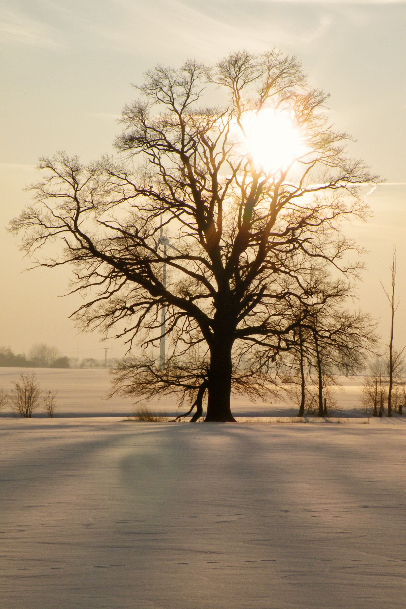 Fujifilm FinePix S8100fd sample photo. Tree, sunset, winter impressions photography