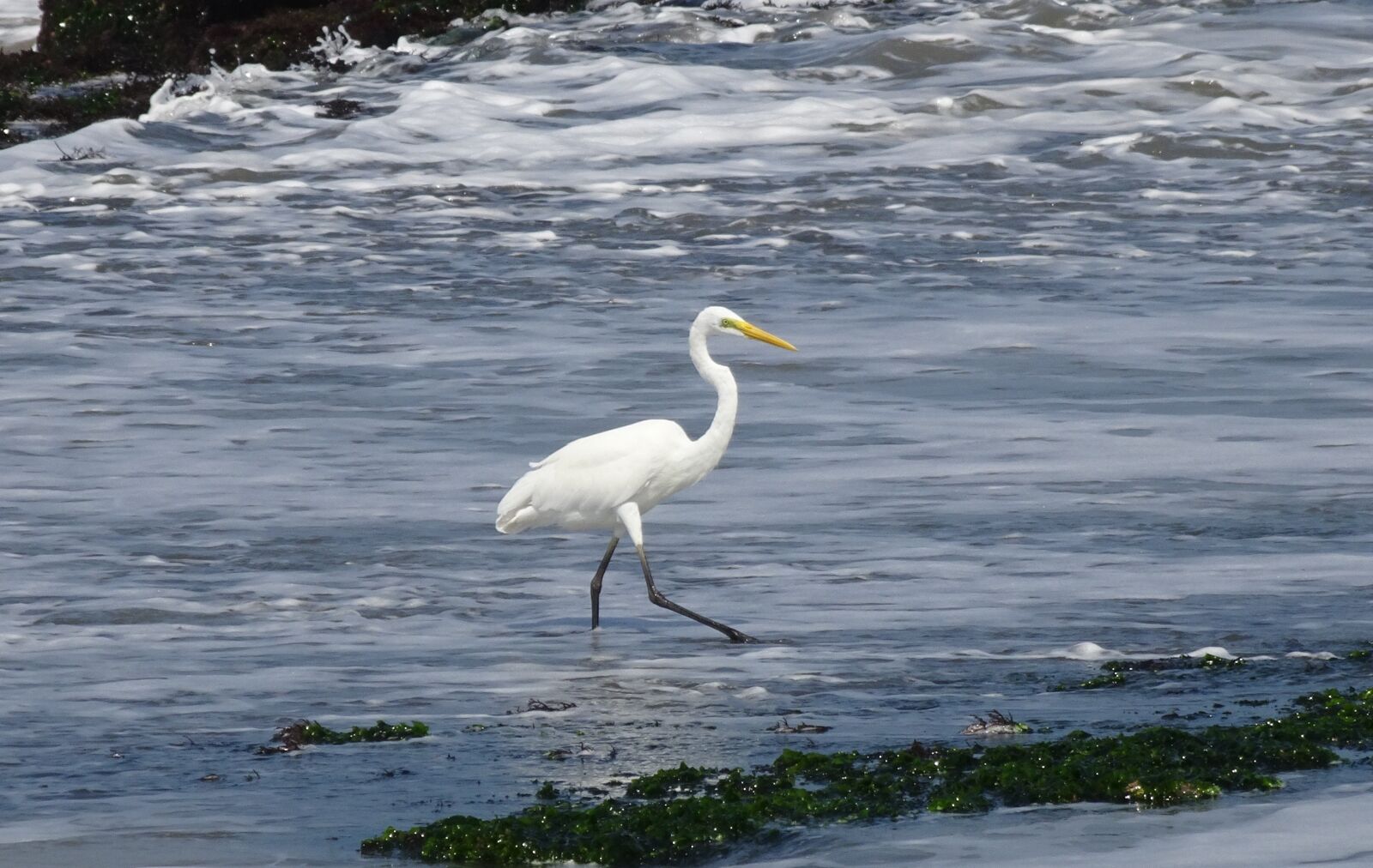 Sony Cyber-shot DSC-HX90V sample photo. Great egret, ardea alba photography