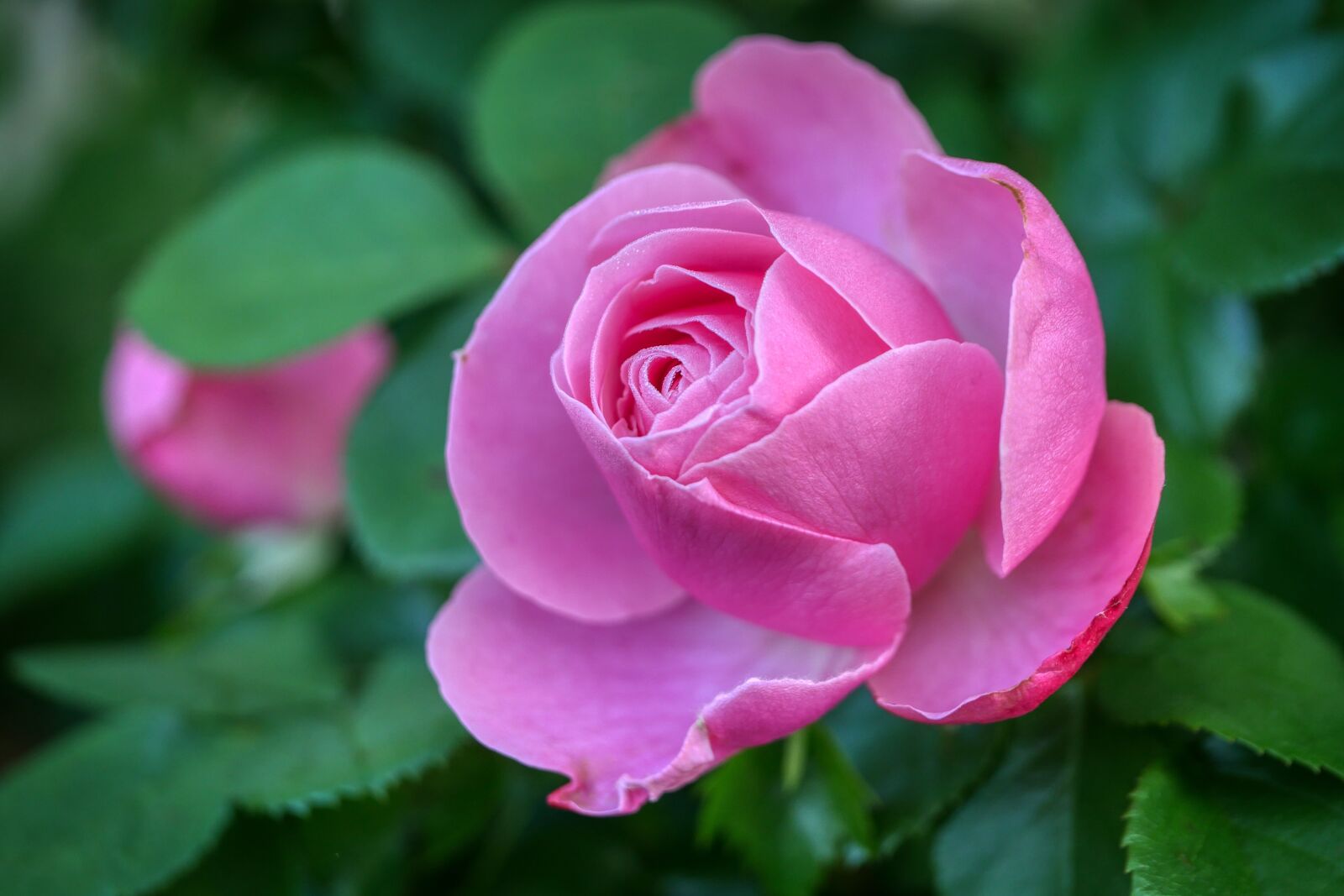 Panasonic Lumix DMC-GX8 sample photo. Rose, bud, nature photography