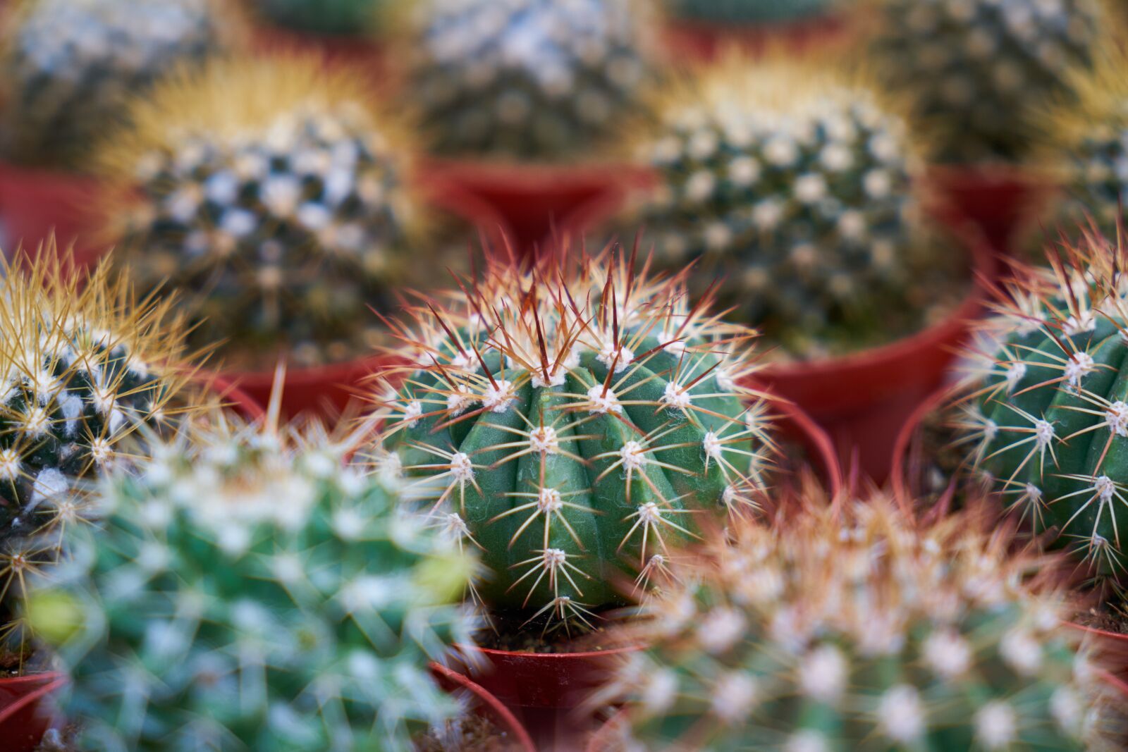 Sony a7R II sample photo. Cactus, plant, nature photography