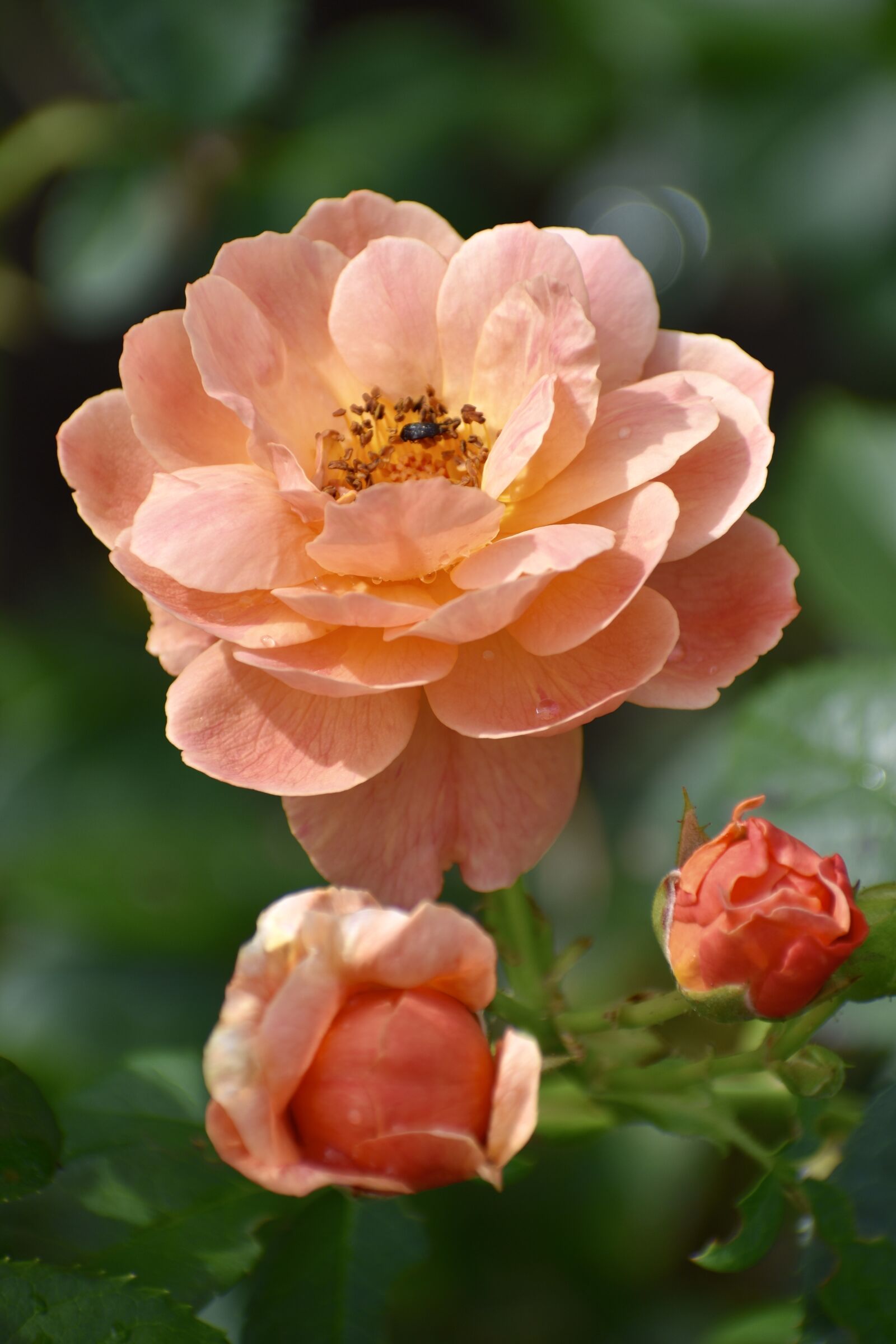 Nikon D3400 sample photo. Rose, peach, blossom photography