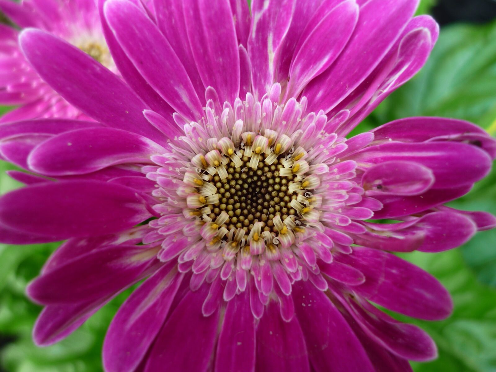 Panasonic Lumix DMC-FS6 sample photo. Gerbera, flower, pink photography