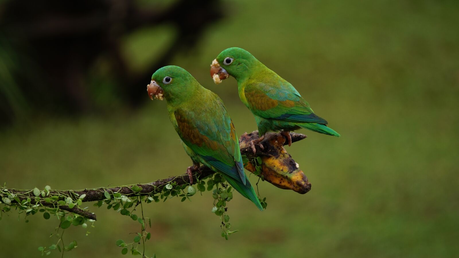 Sony Alpha a5000 (ILCE 5000) + Sony E 55-210mm F4.5-6.3 OSS sample photo. Orange chinned parrots, costa photography