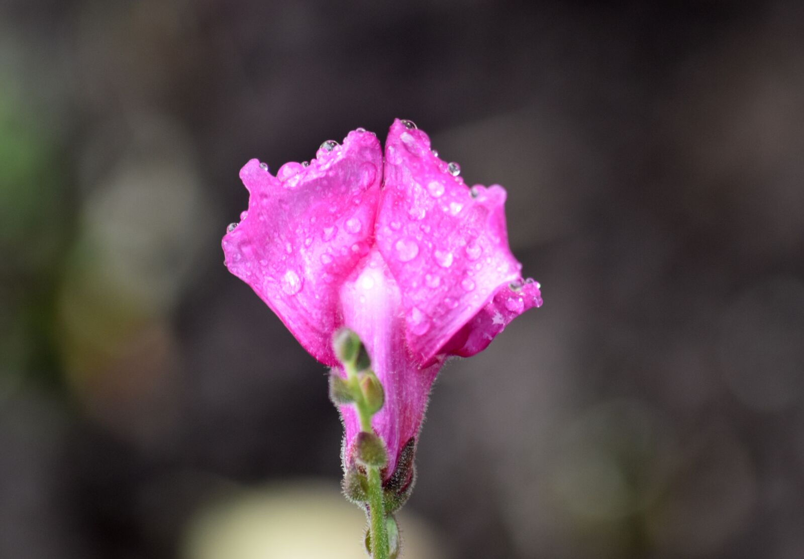 Nikon D5500 sample photo. Flower, plant, rain photography
