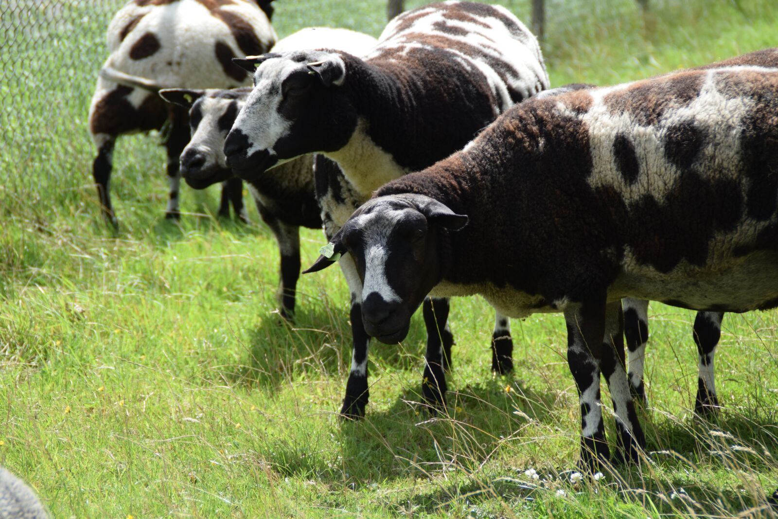 Nikon D3300 sample photo. Sheep, pasture, nature photography