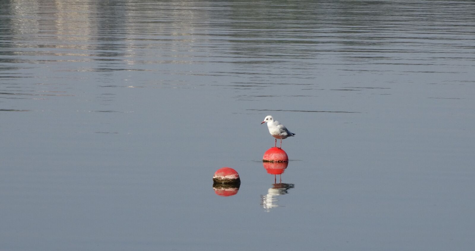Sony Cyber-shot DSC-HX300 sample photo. Reflections, bird photography