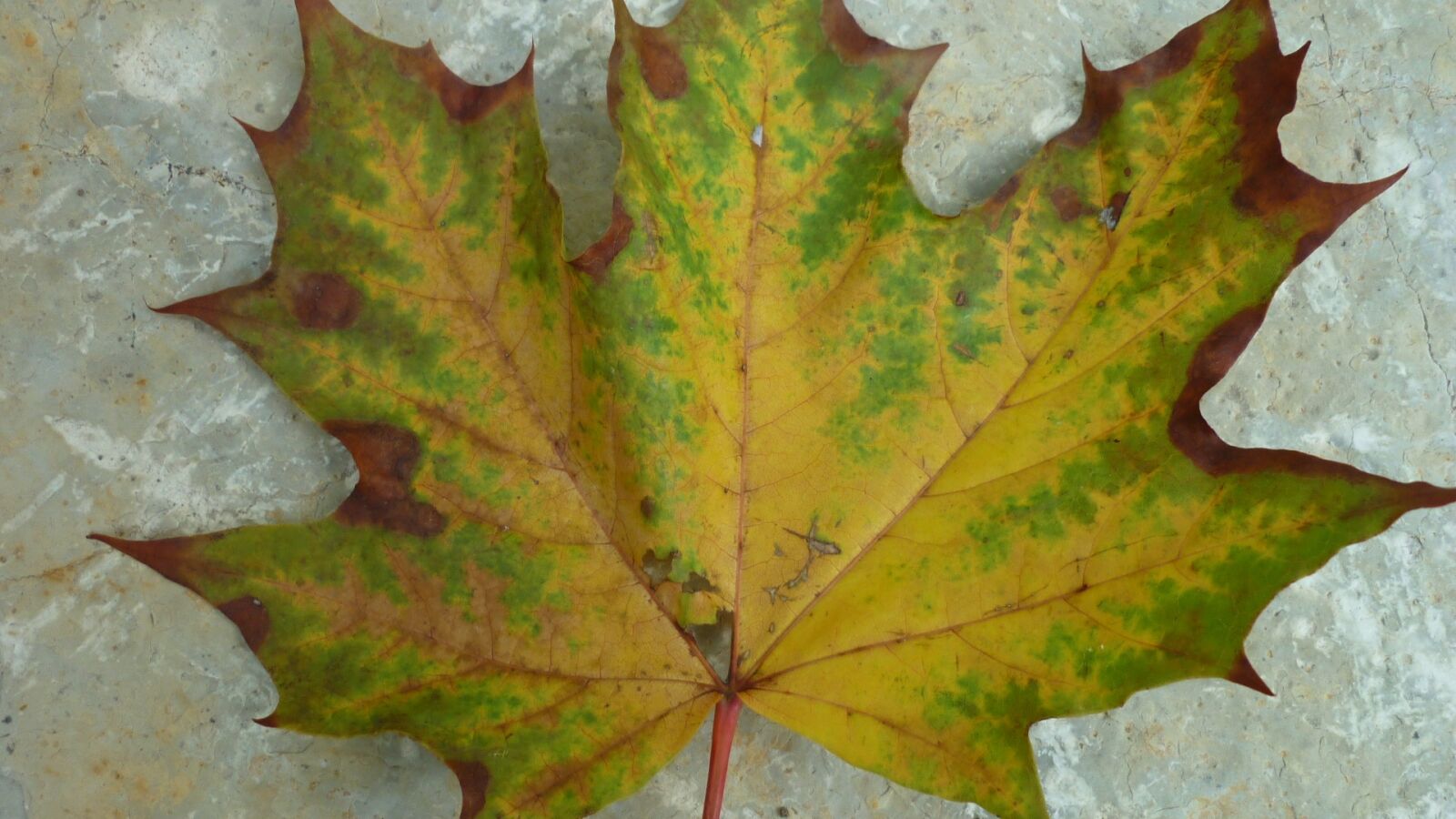 Panasonic Lumix DMC-FS6 sample photo. Autumn leaf, sycamore leaf photography