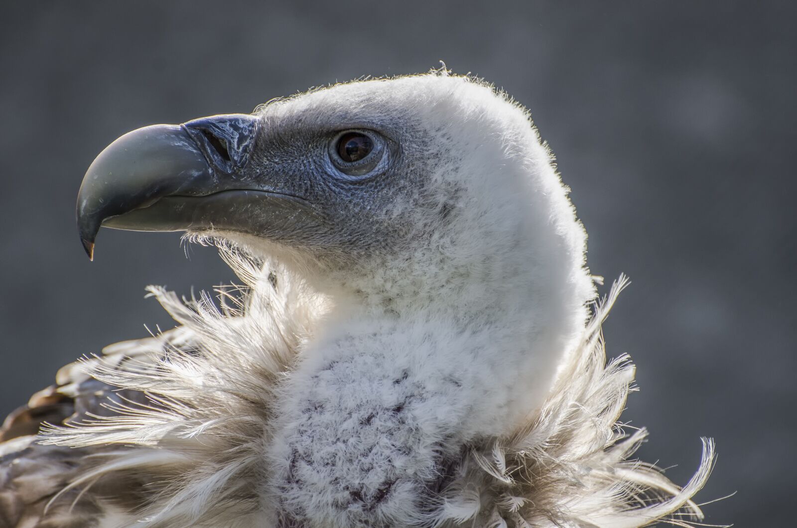 Nikon D7000 sample photo. Vulture, animal, animal portrait photography