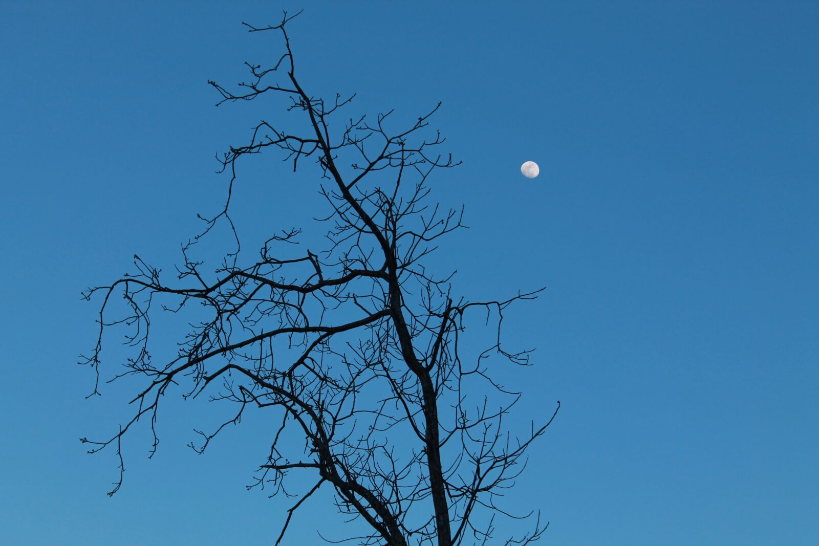 Canon EOS 1100D (EOS Rebel T3 / EOS Kiss X50) sample photo. Moon, dead branches, dead photography