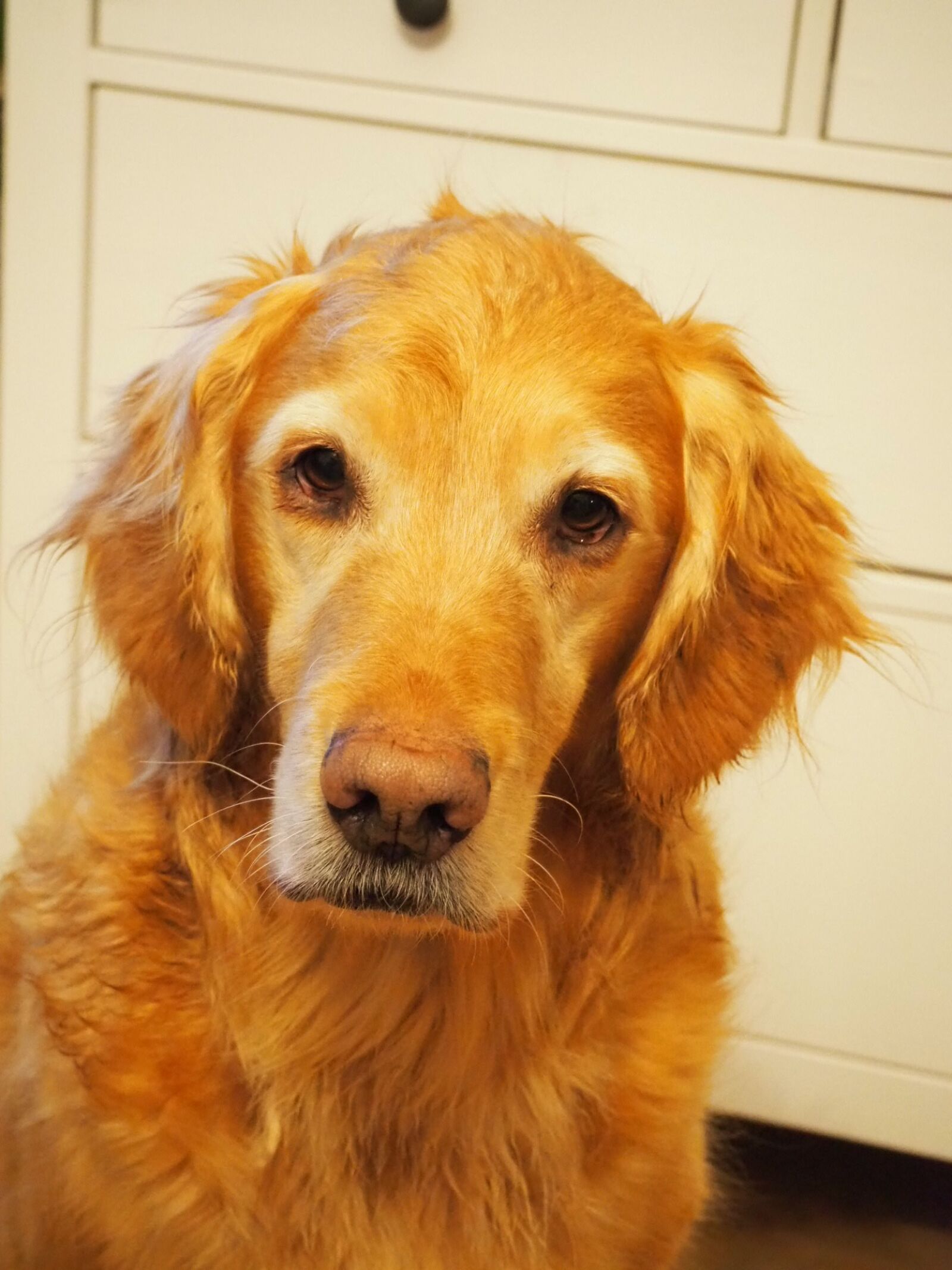 Olympus OM-D E-M10 III sample photo. Dog, pet, animal photography