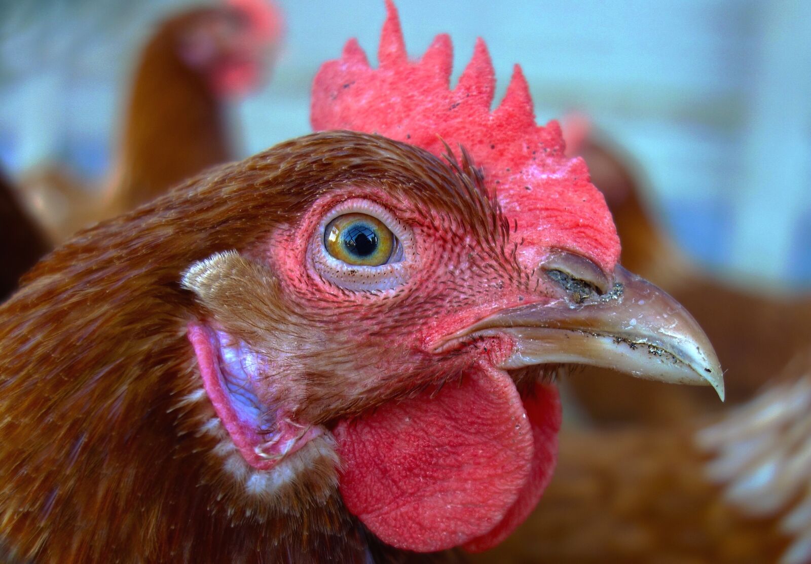 Sony Cyber-shot DSC-RX100 sample photo. Chicken, hen, bird photography