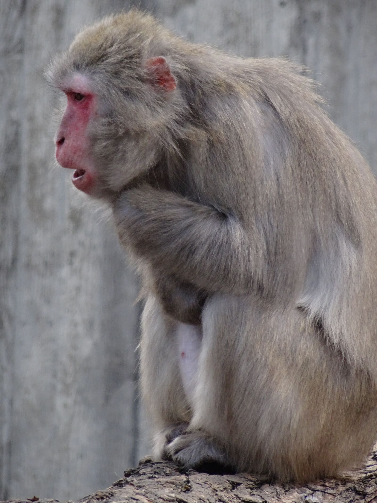 Sony Cyber-shot DSC-HX50V sample photo. Monkey, animal, zoo photography