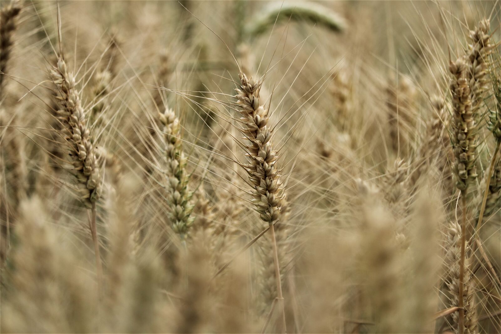 Canon EOS 750D (EOS Rebel T6i / EOS Kiss X8i) sample photo. Niederrhein, landscape, field photography