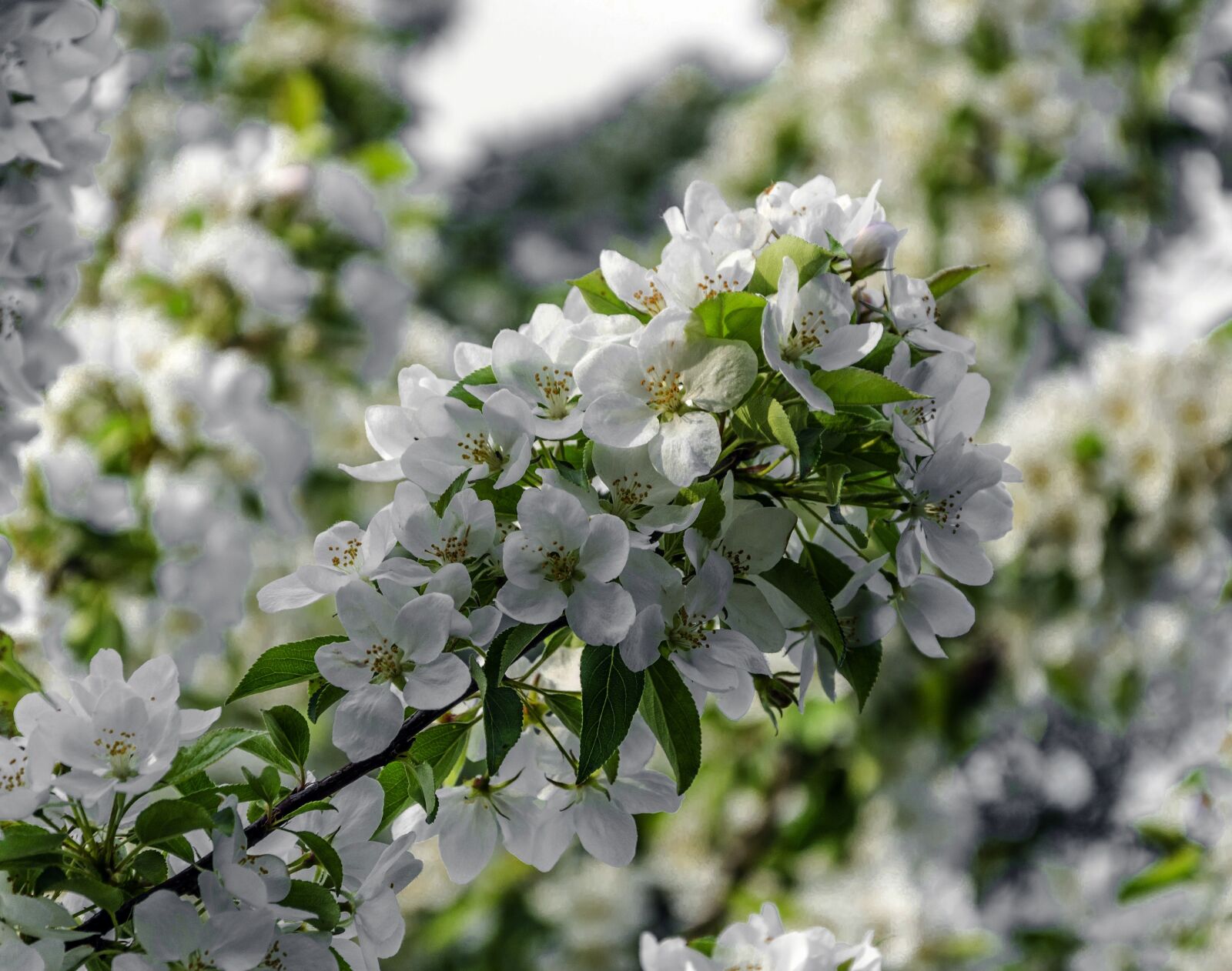 Nikon D5100 sample photo. Spring, nature, flower photography