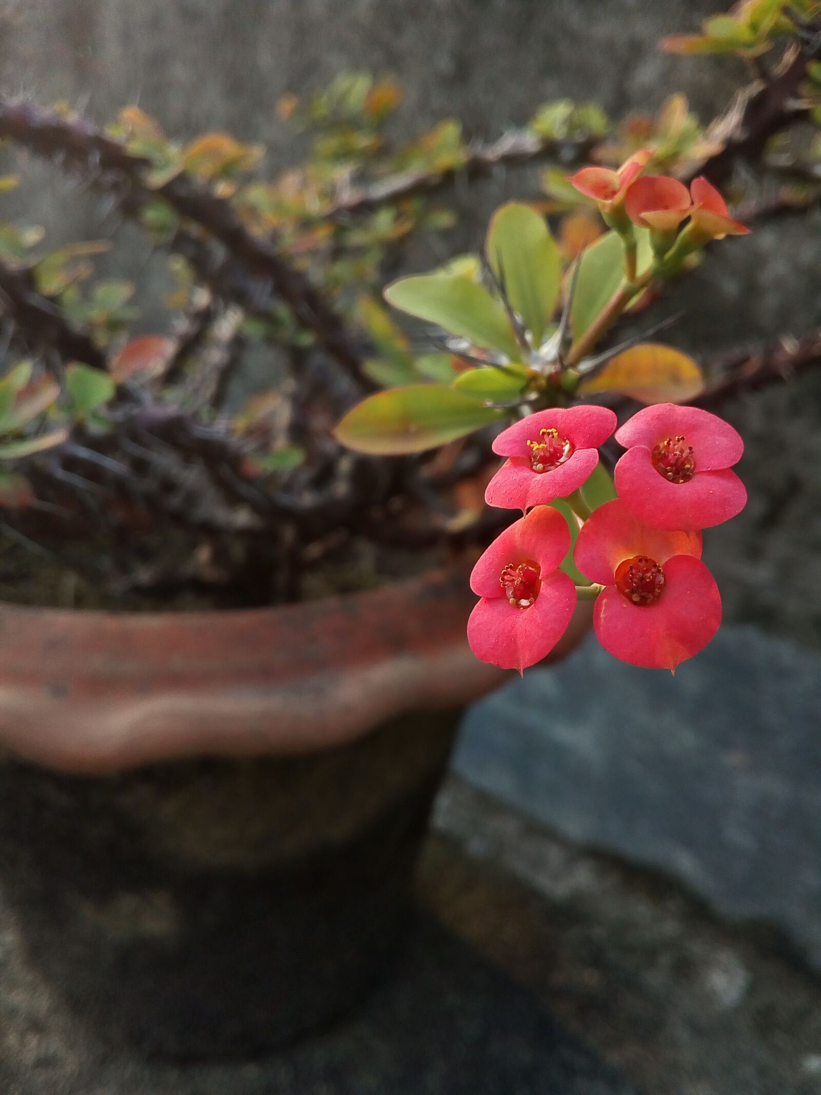 Symphony i10 sample photo. The crown of thorns photography
