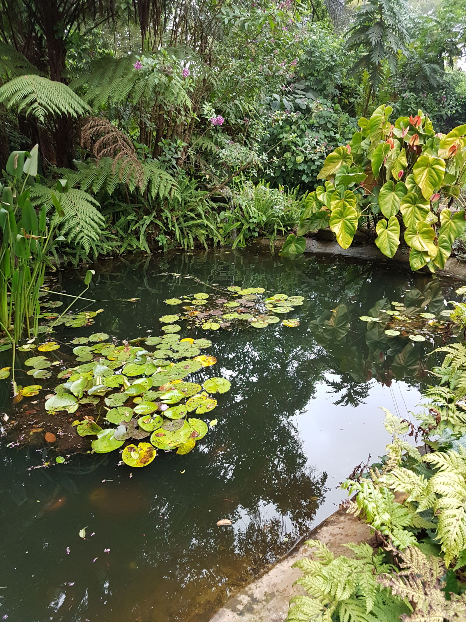 Samsung Galaxy S7 Edge sample photo. Pond, pond, plants photography