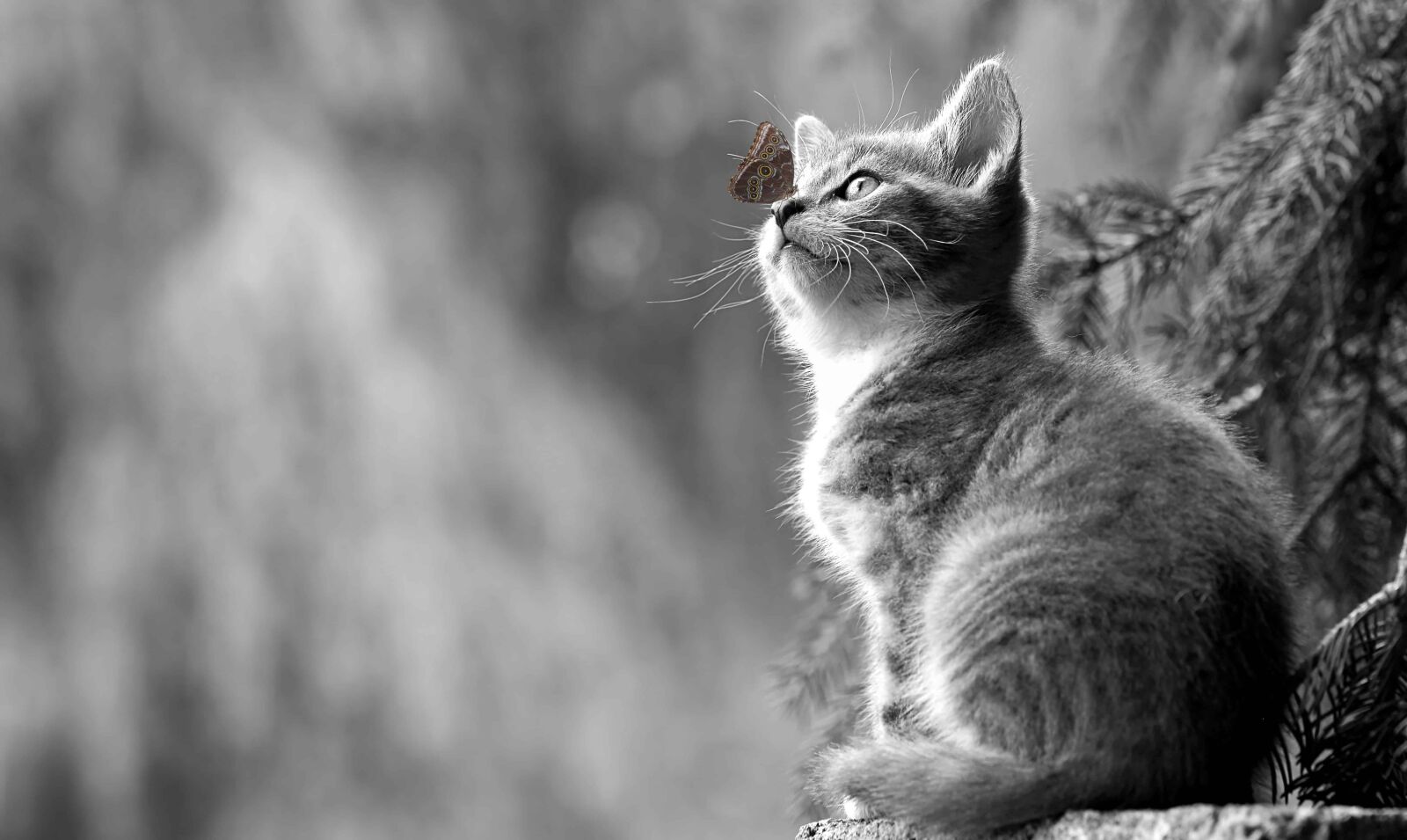 Nikon D5100 sample photo. Monochrome, cat, cute, animal photography