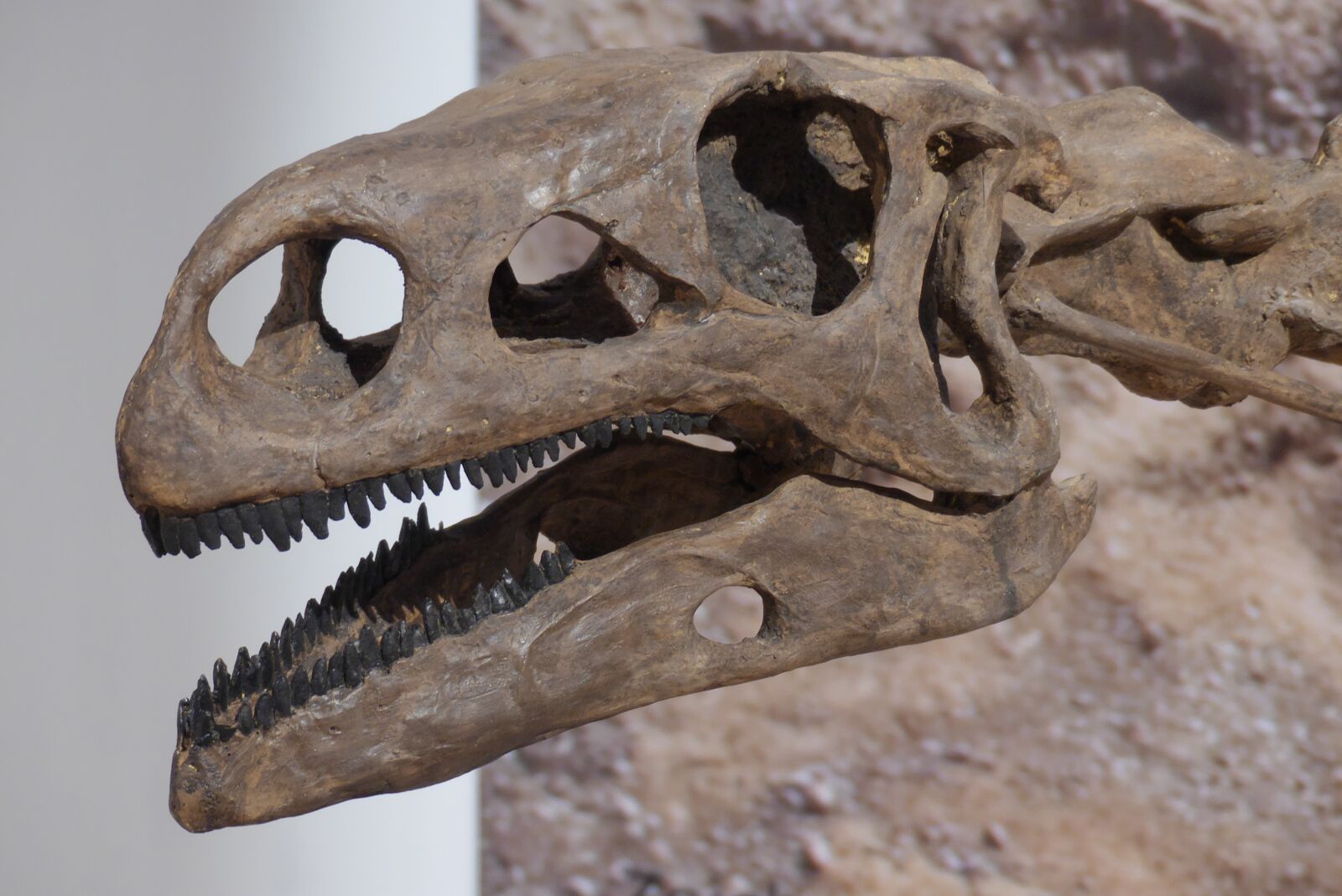 Panasonic Lumix DMC-FZ300 sample photo. Dinosaur, bone, skeleton photography