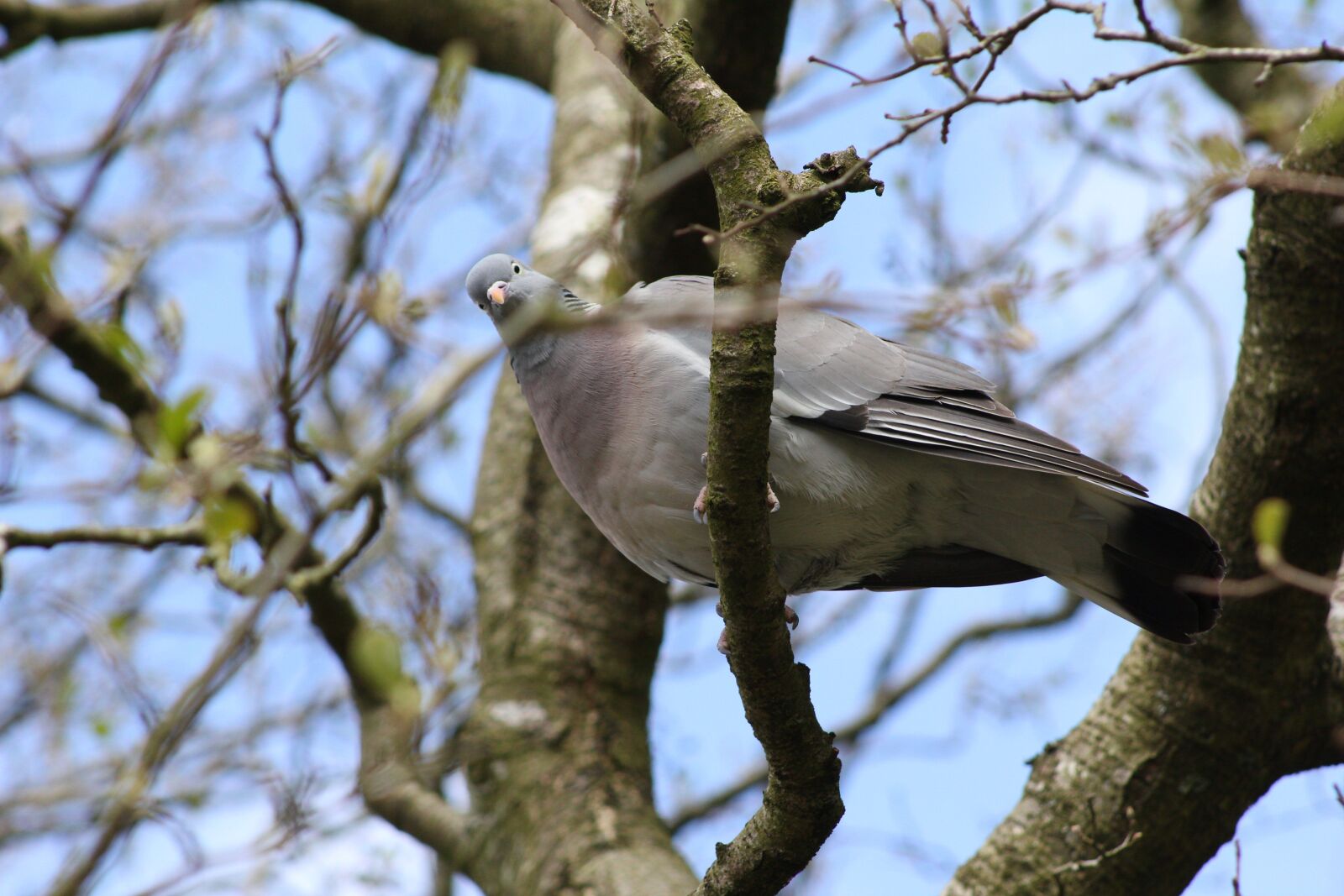 Canon EOS 550D (EOS Rebel T2i / EOS Kiss X4) sample photo. Bird, wood pigeon, feather photography