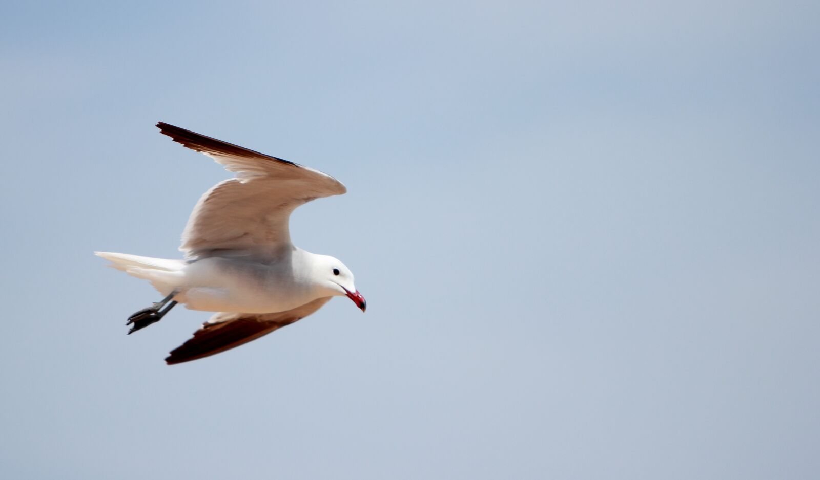 Canon EF 70-200mm F2.8L IS USM sample photo. Gull, sky, flying photography