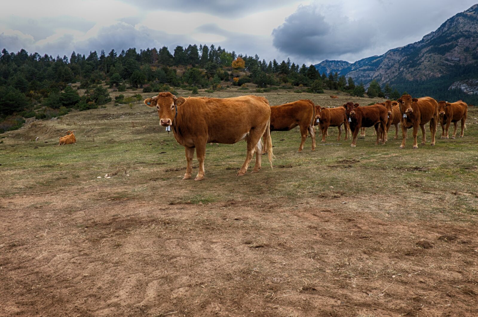 Fujifilm X-A2 sample photo. Cows, herd, field photography