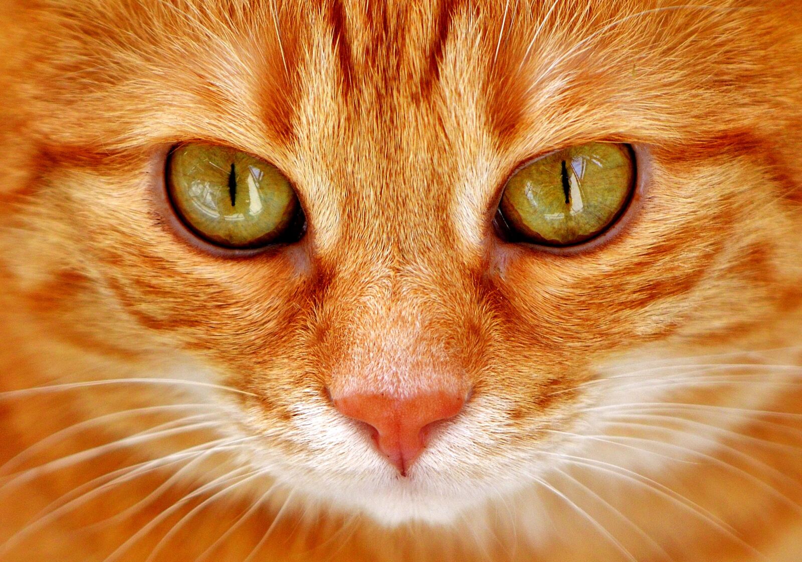 Nikon D3200 sample photo. Cat, eyes, cat's eyes photography