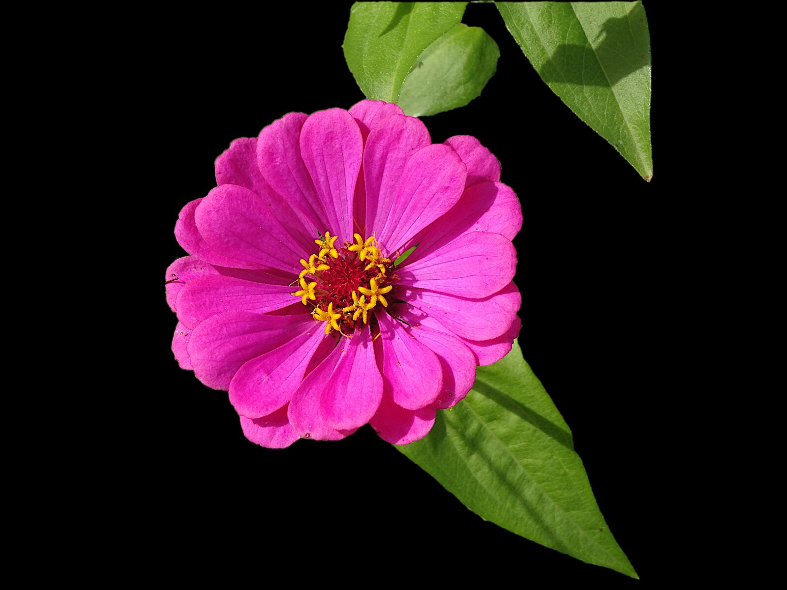 Sony Cyber-shot DSC-HX90V sample photo. Flowers, plants, color pink photography