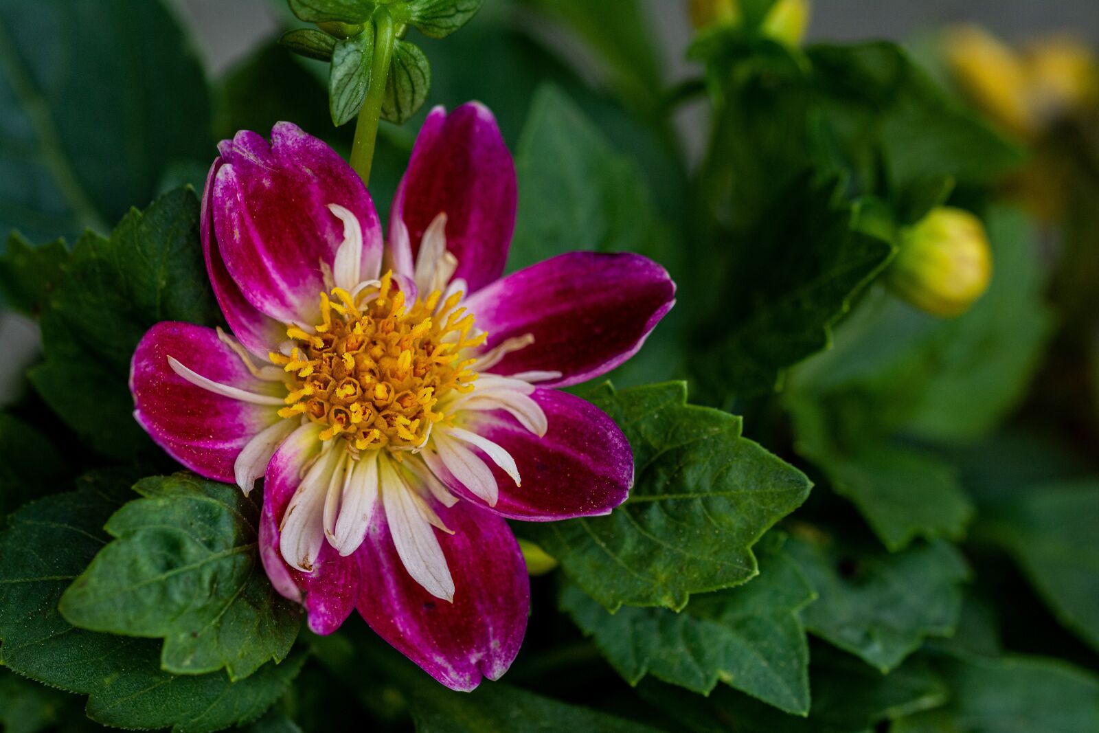 Nikon D7100 sample photo. In bloom, close-up, flower photography