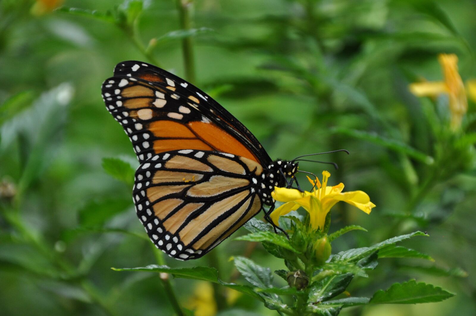Nikon D5000 sample photo. Butterfly, blossom, bloom photography