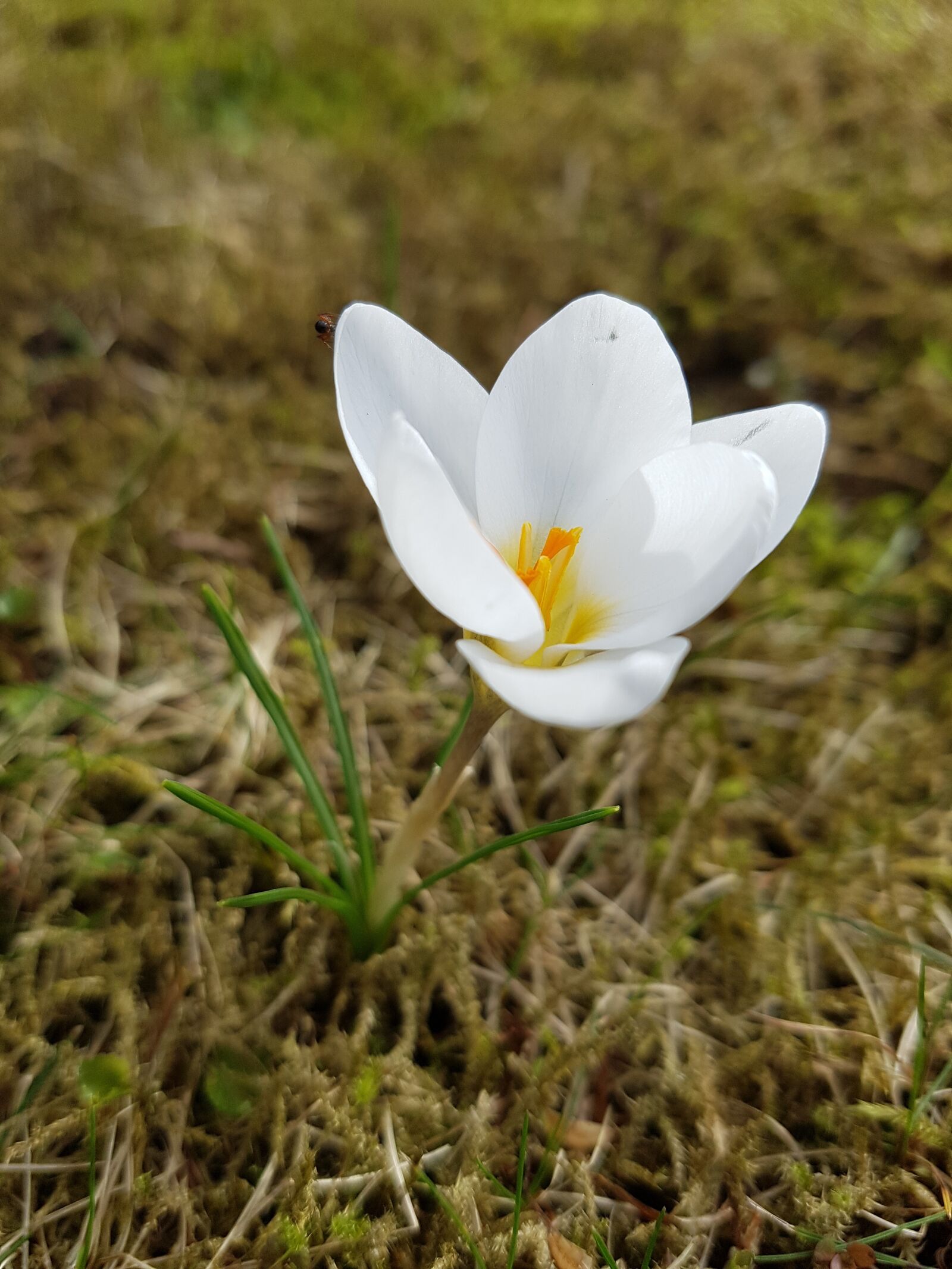 Samsung Galaxy S7 sample photo. May, flower, spring photography
